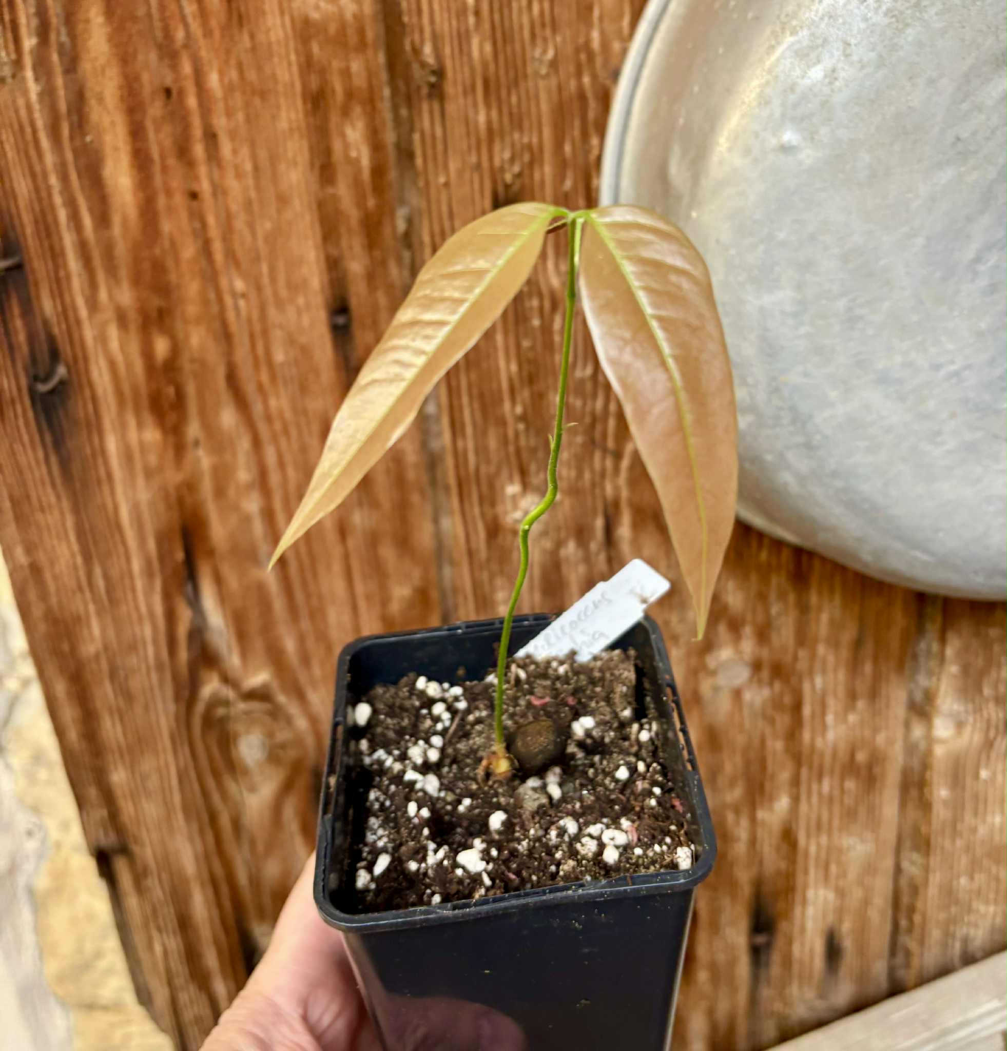 Melicoccus sp Bahia - 1 potted seedling / 1 getopfter Sämling