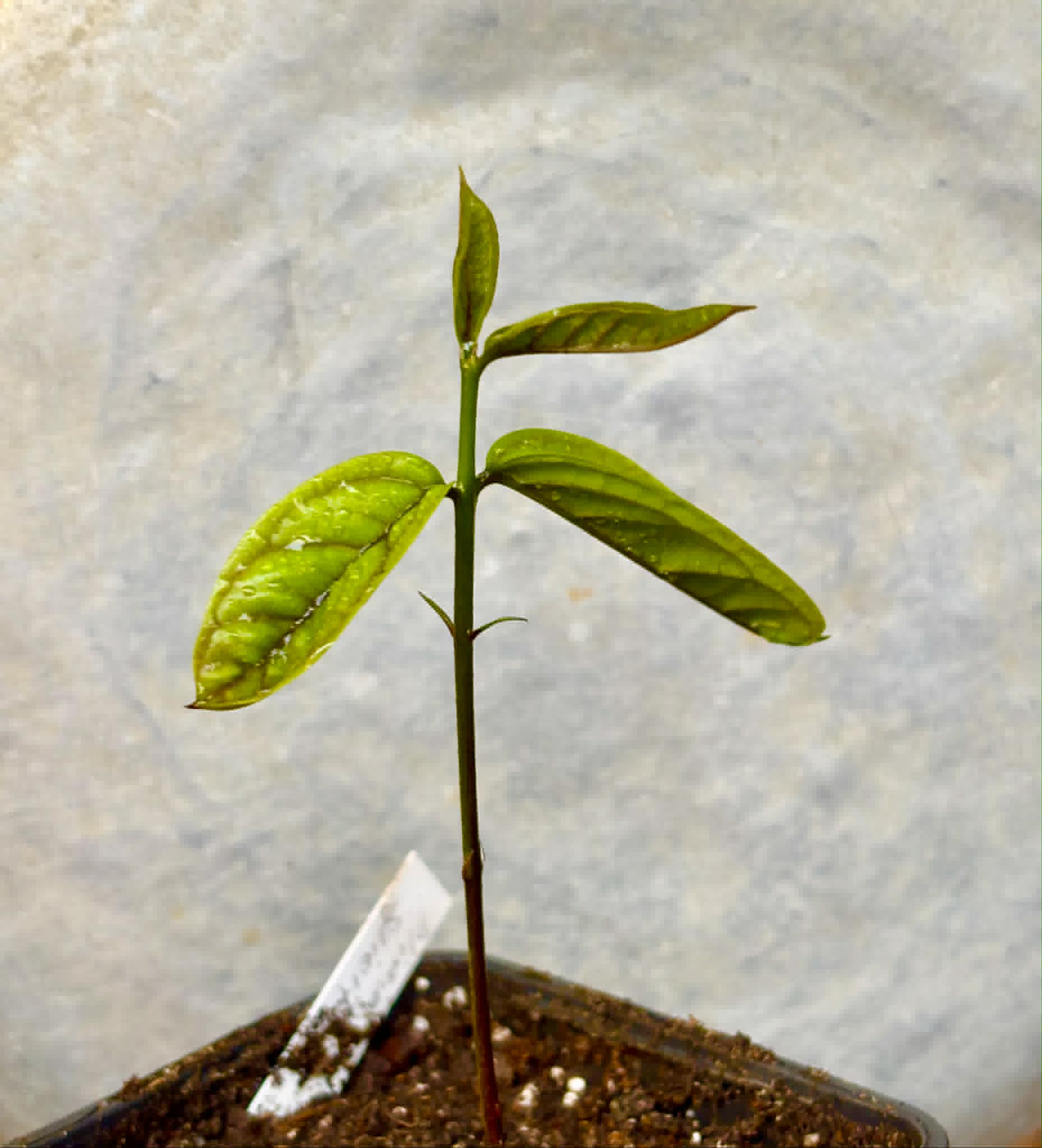 Plinia spiciflora -  1 potted seedling / 1 getopfter Sämling