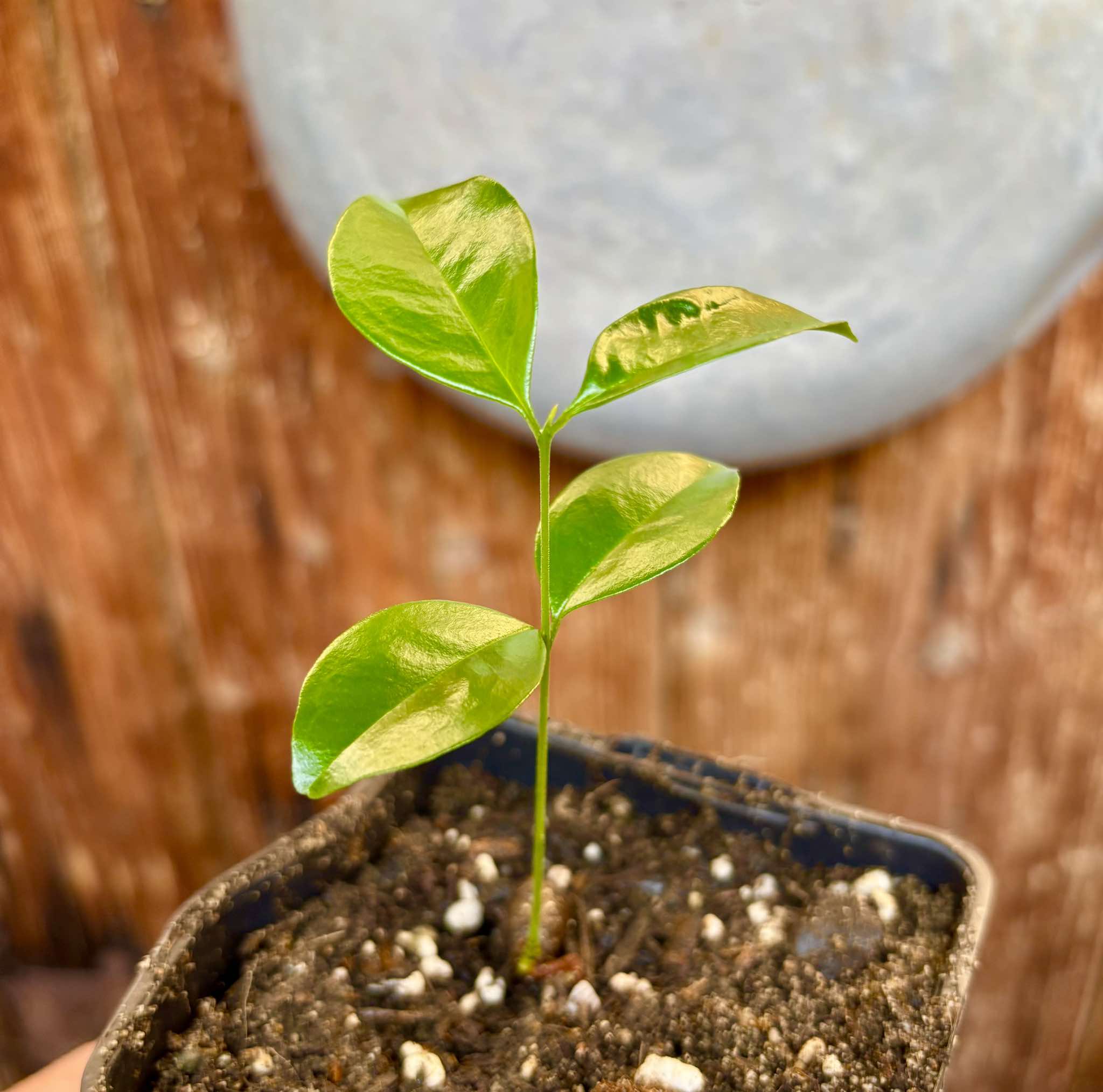 Eugenia arvensis - 1 small potted seedling / 1 kleiner, getopfter Sämling