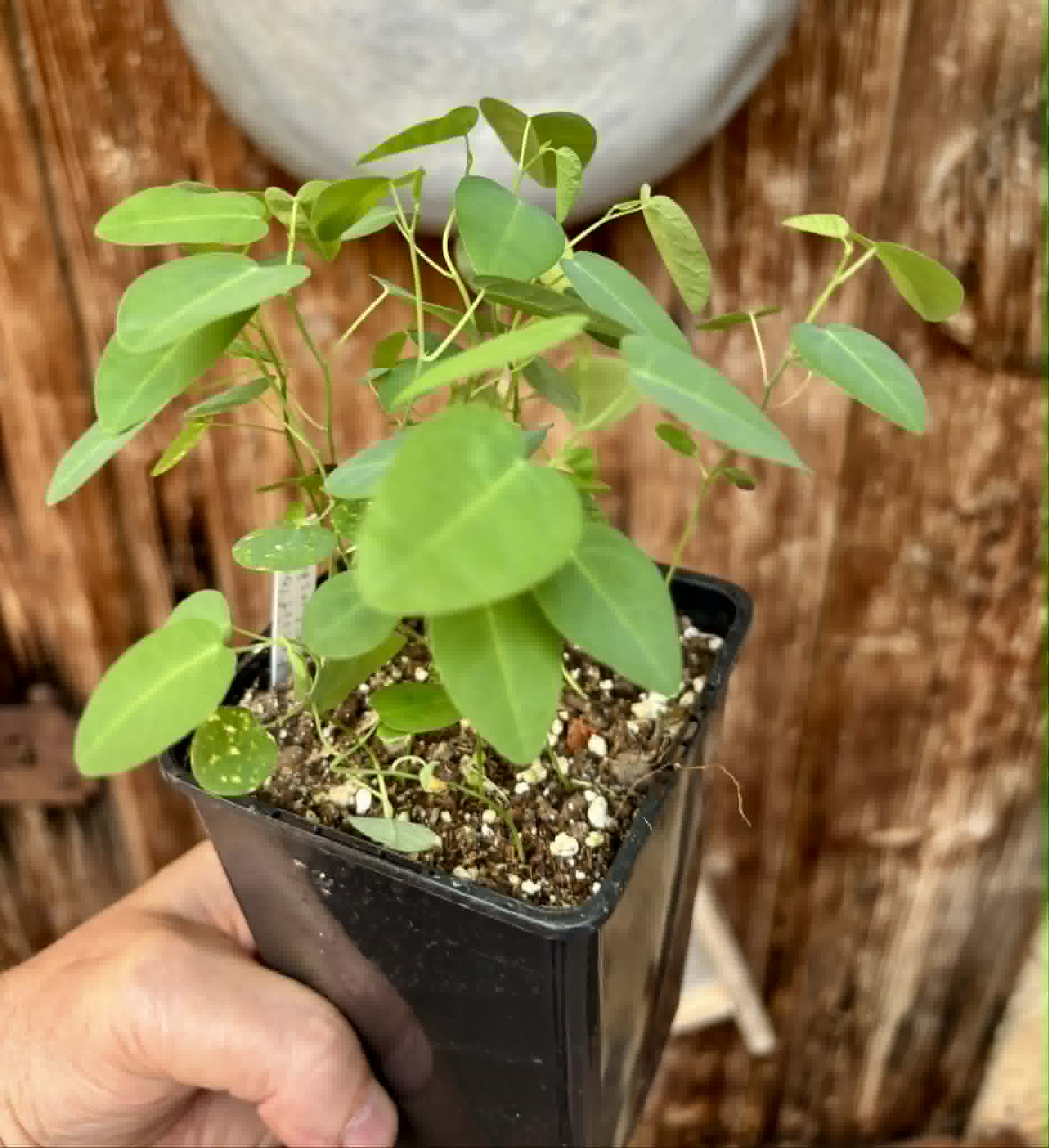 17 in 1 pot - Passiflora silvestris - 17 seedlings in one pot / 17 Sämlinge in einem Topf