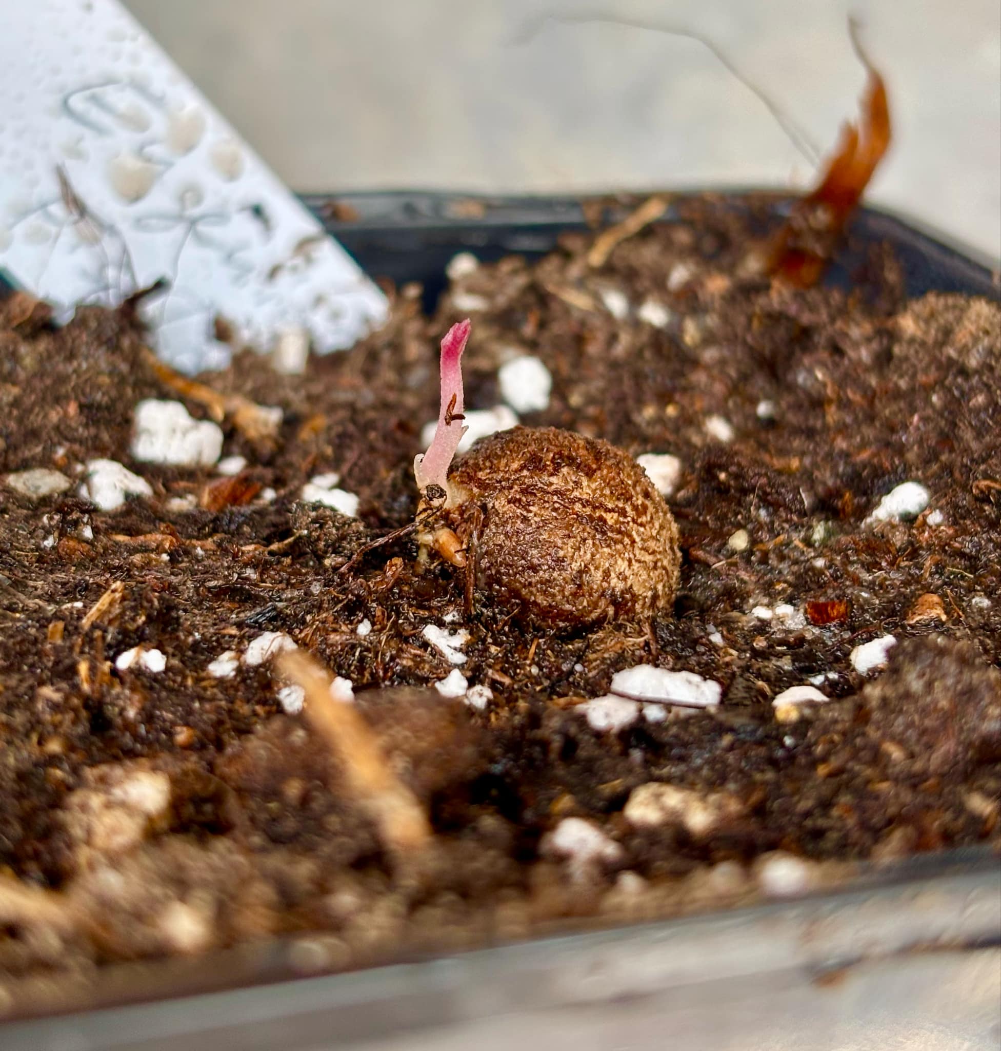 Eugenia pisiformis - Uvaia vermelha da mata - 1 fresh potted seedling / 1 frisch getopfter Sämling