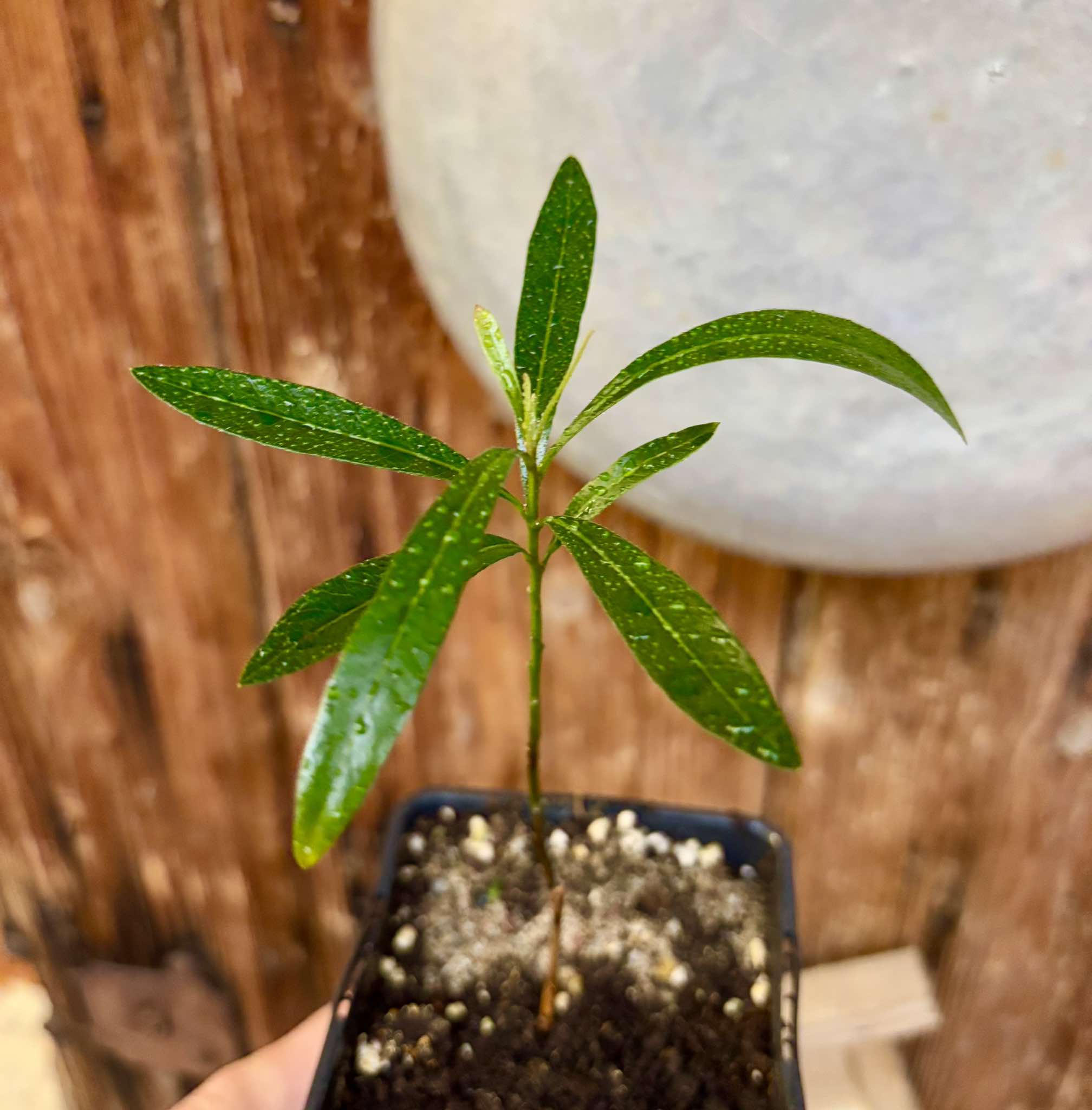 Pouteria salicifolia - 1 potted plant / 1 getopfte Pflanze