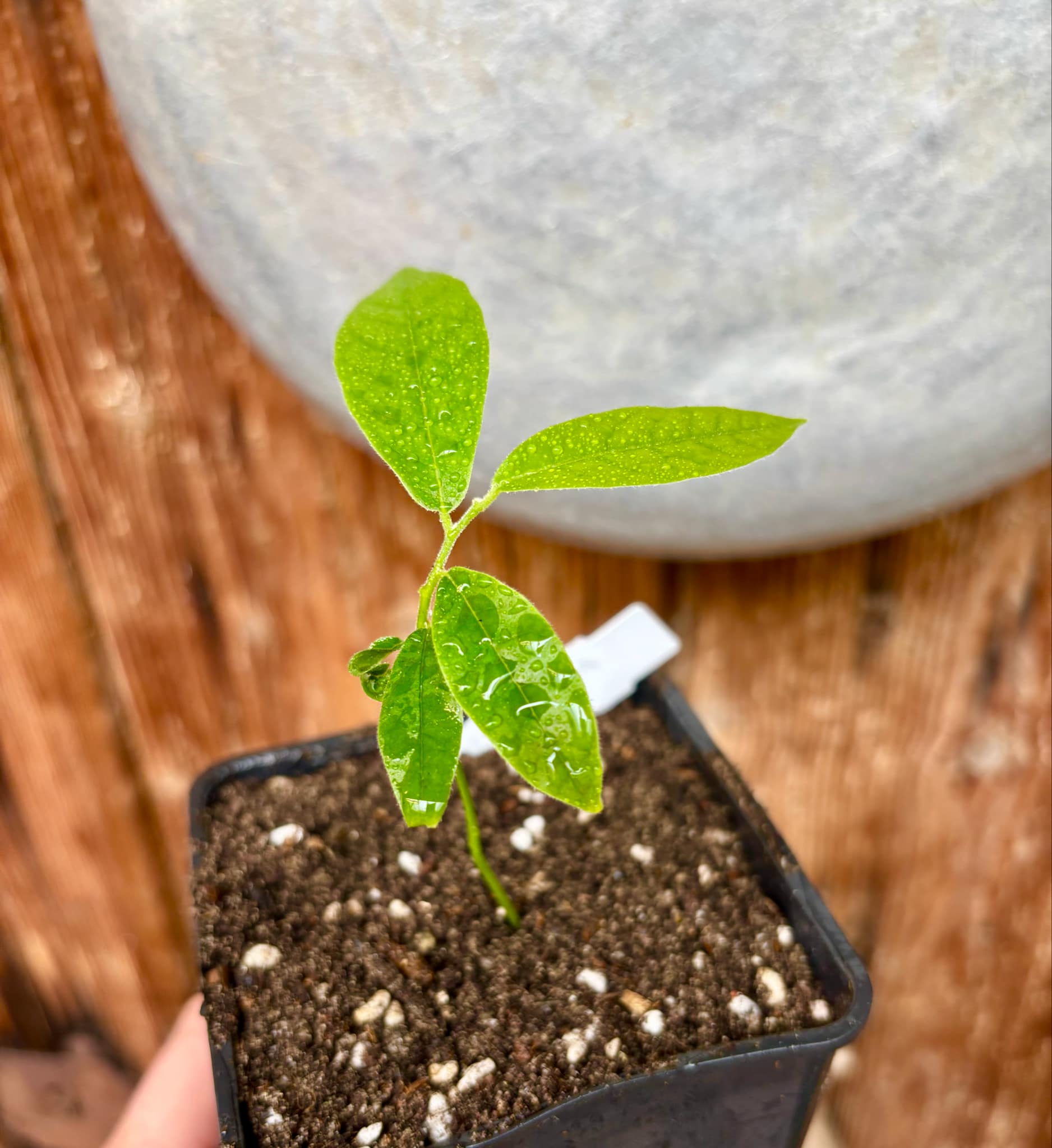 Uvaria rufa -  1 potted plant / 1 getopfte Pflanze