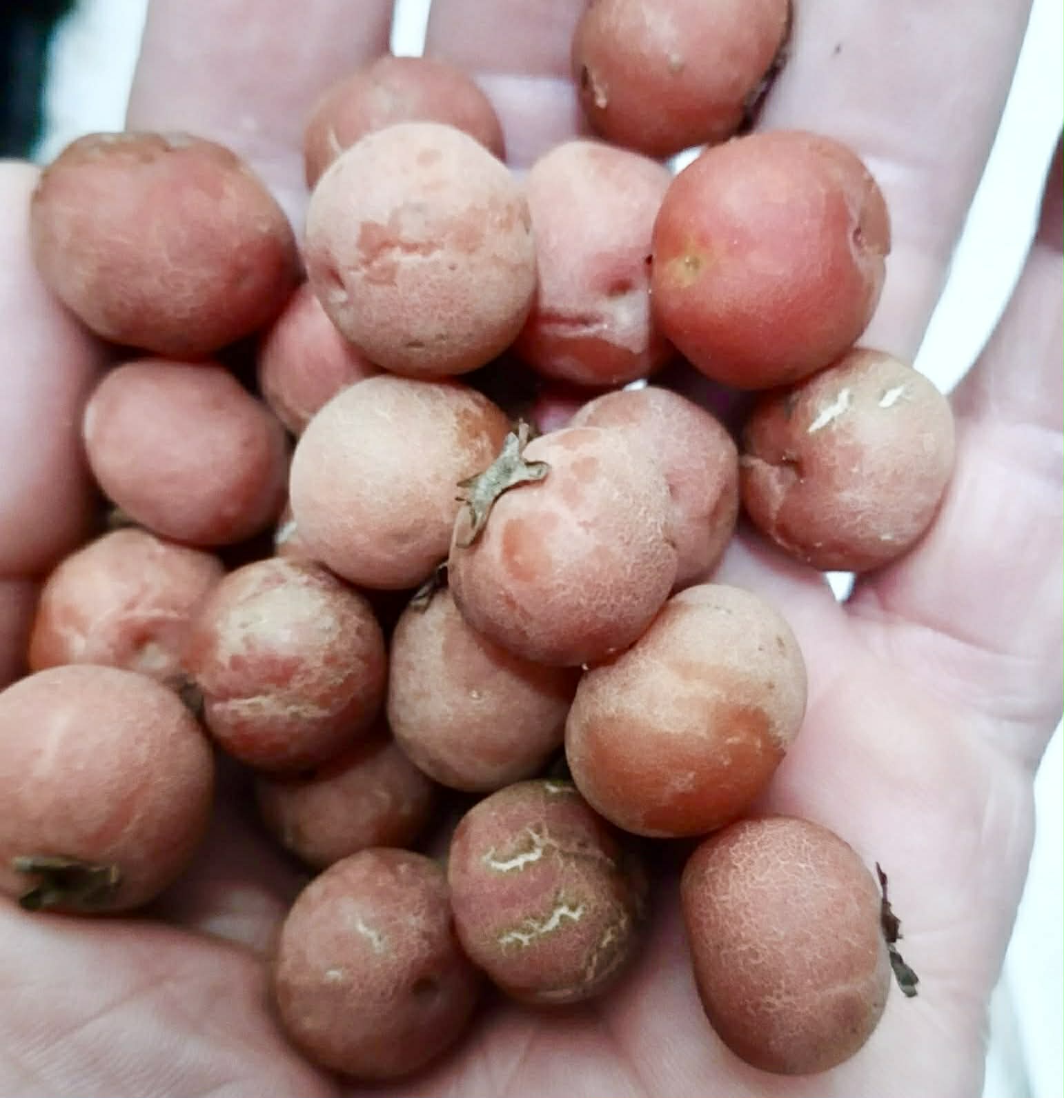 Pre Order - Eugenia sp Pitanguinha Orange - 1 fresh seed / 1 frischer Samen