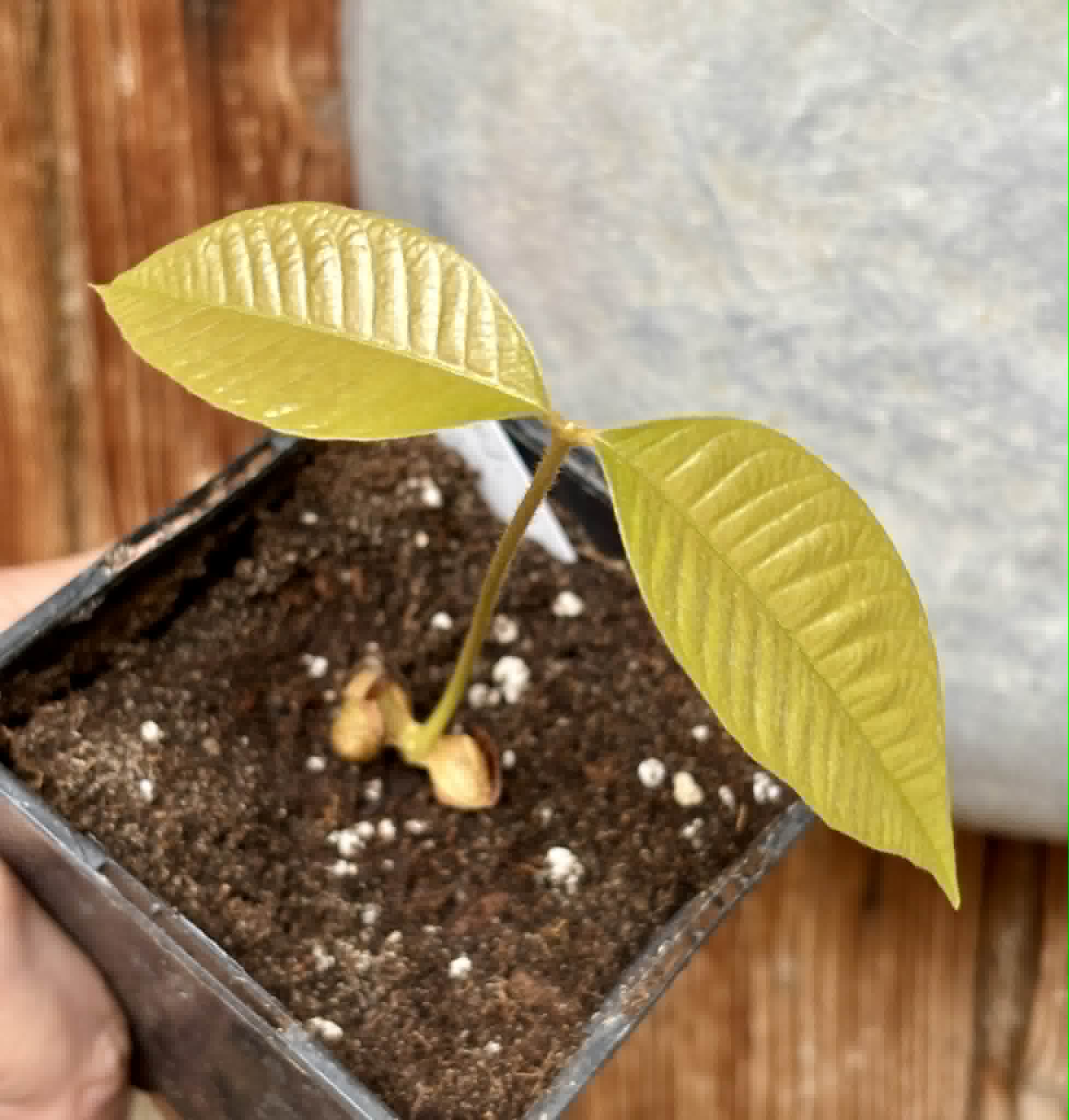 Ecclinusa ramiflora -  1 potted seedling / 1 getopfter Sämling