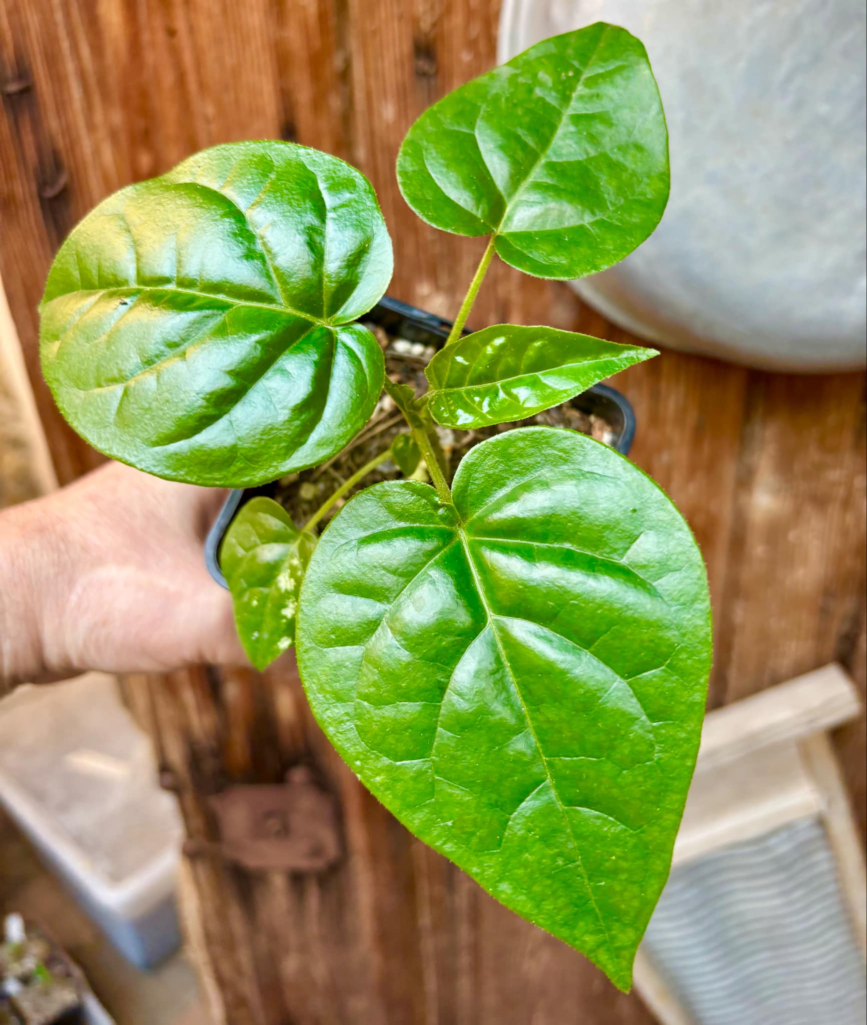 Guava Tamarillo (Solanum diploconos) - 1 small potted seedling / 1 kleiner, getopfter Sämling Guava Tamarillo (Solanum diploconos) - 1 small potted seedling / 1 kleiner, getopfter Sämling