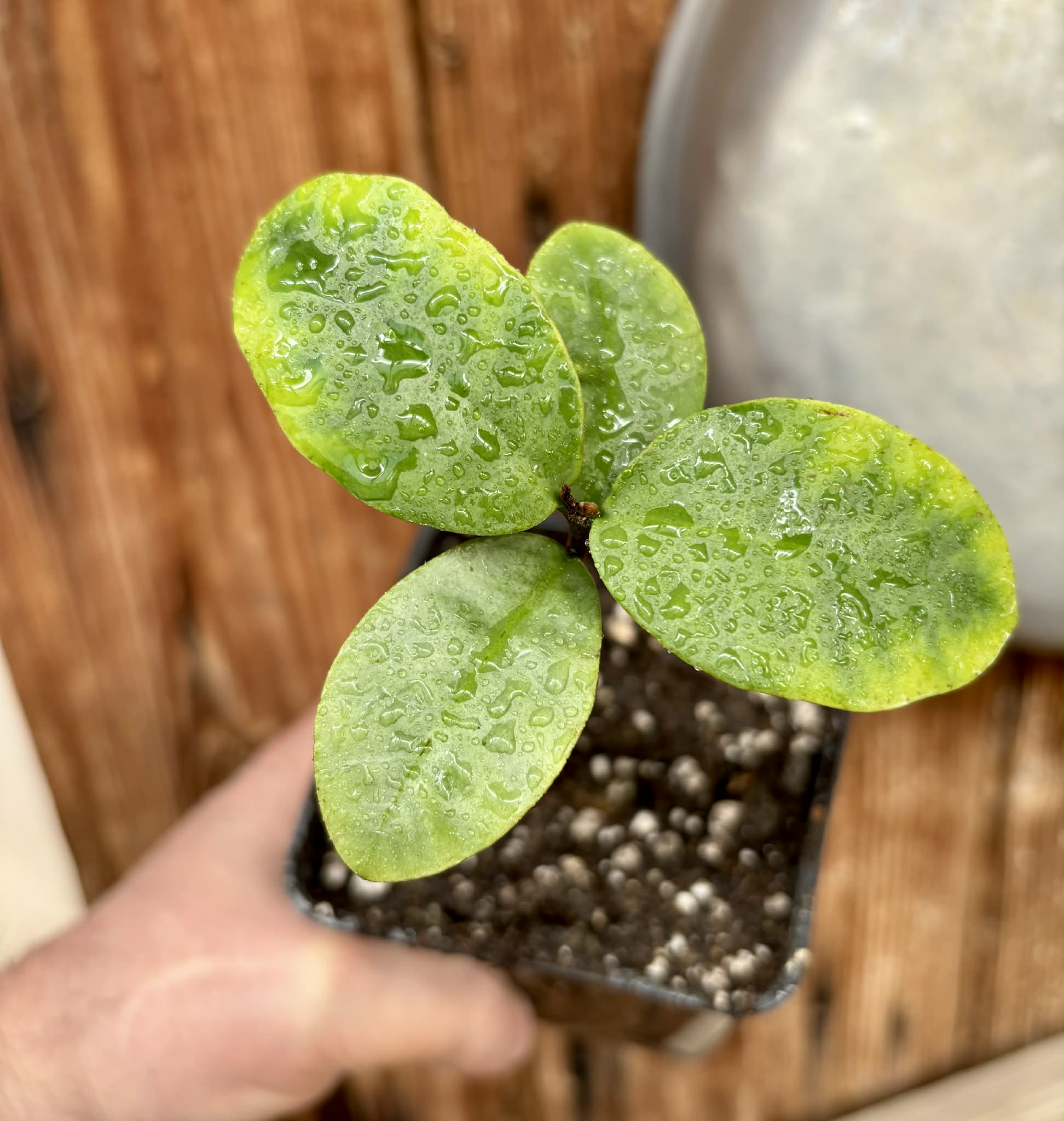 Eugenia itapemirimensis - 1 potted plant / 1 getopfte Pflanze