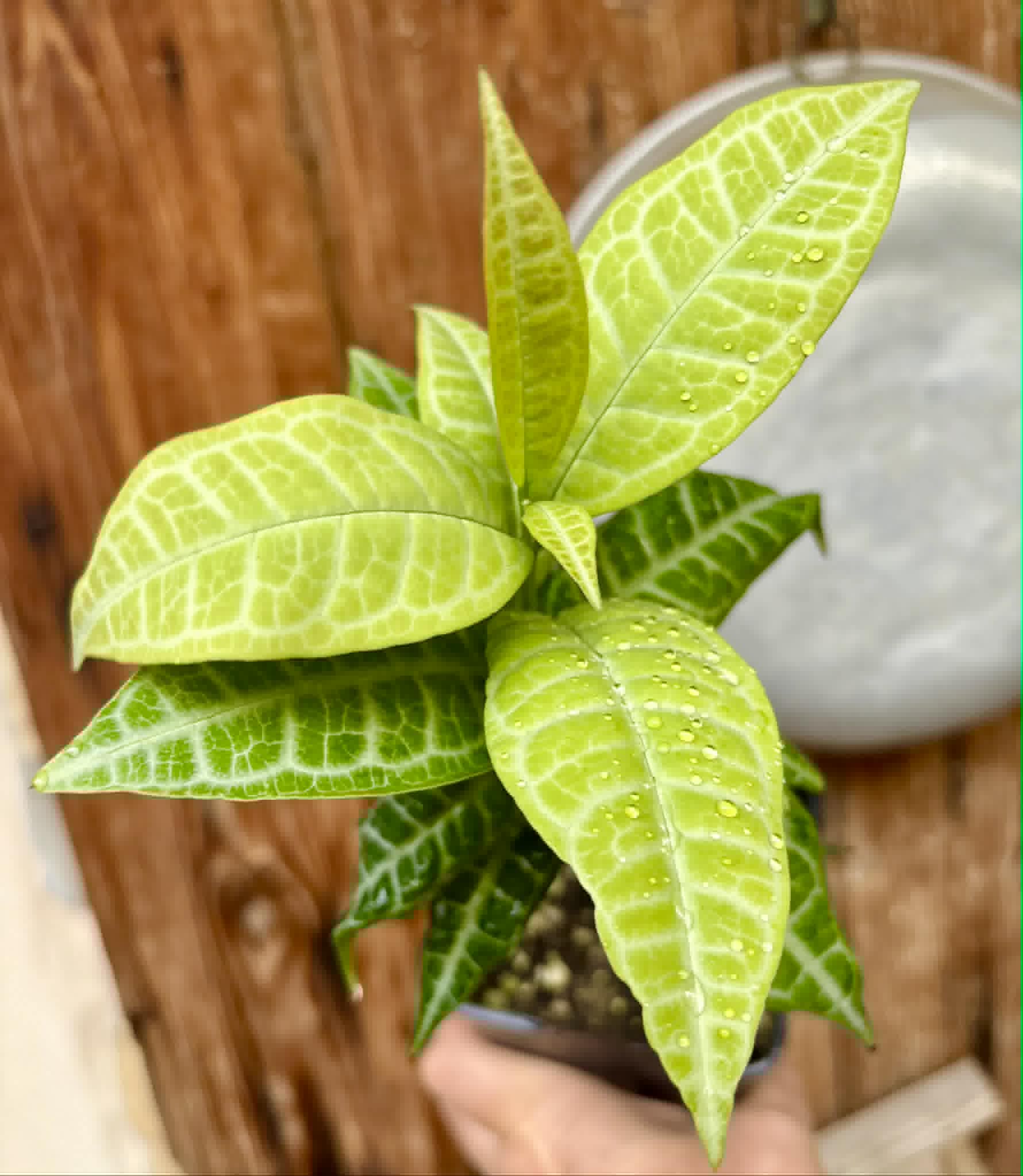 Eugenia sp Labisia -  1 potted plant / 1 getopfte Pflanze