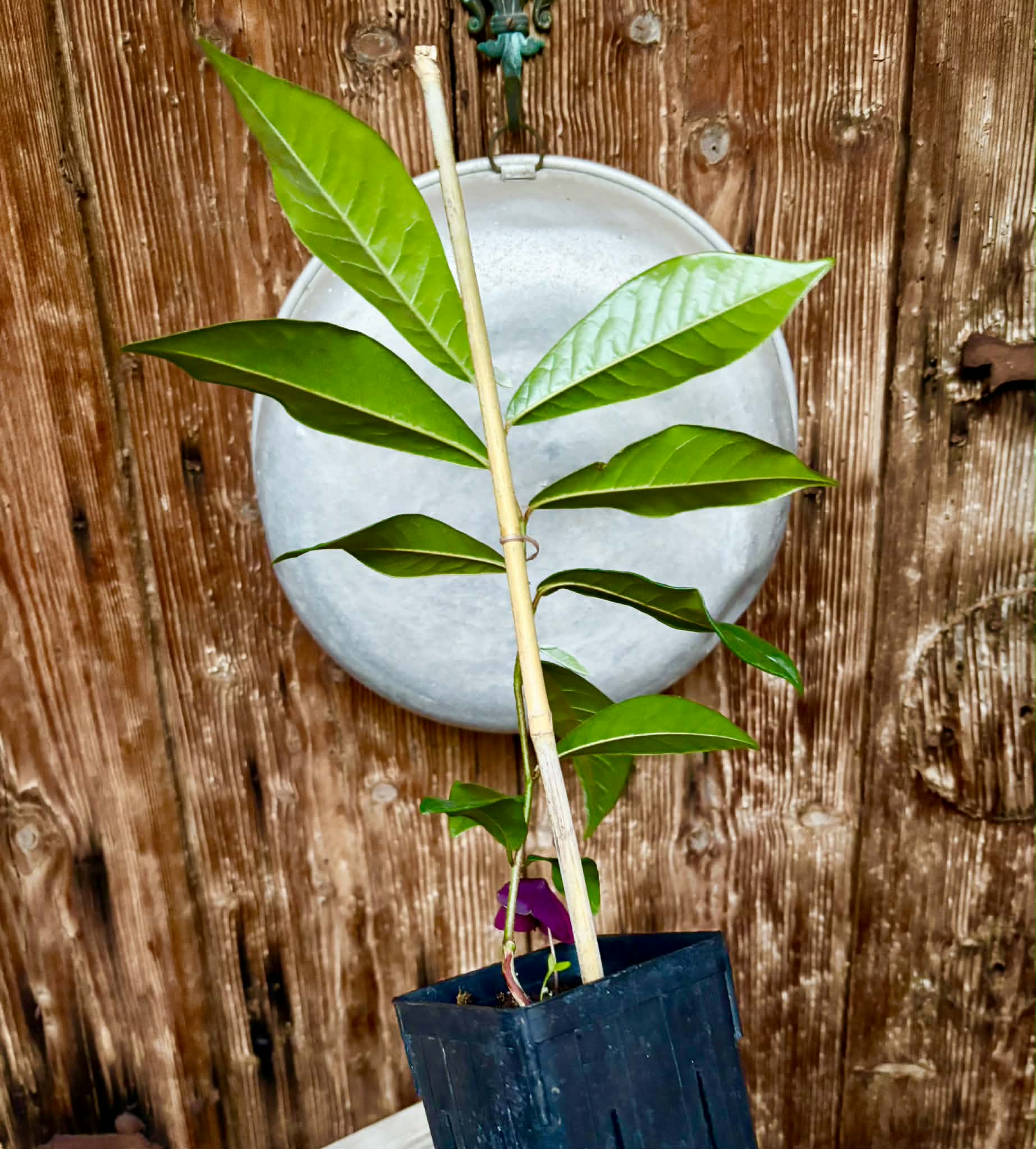 Chrysophyllum januariense  -  1 potted seedling / 1 getopfter Sämling