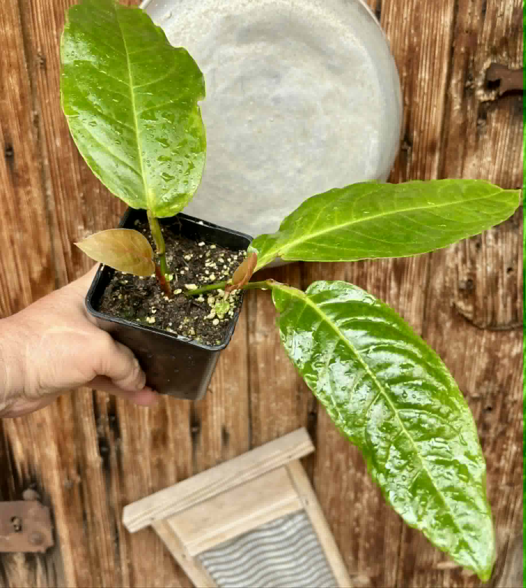 rooted cutting - Long Pepper  (Piper longum) - 1 potted plant / 1 getopfte Pflanze