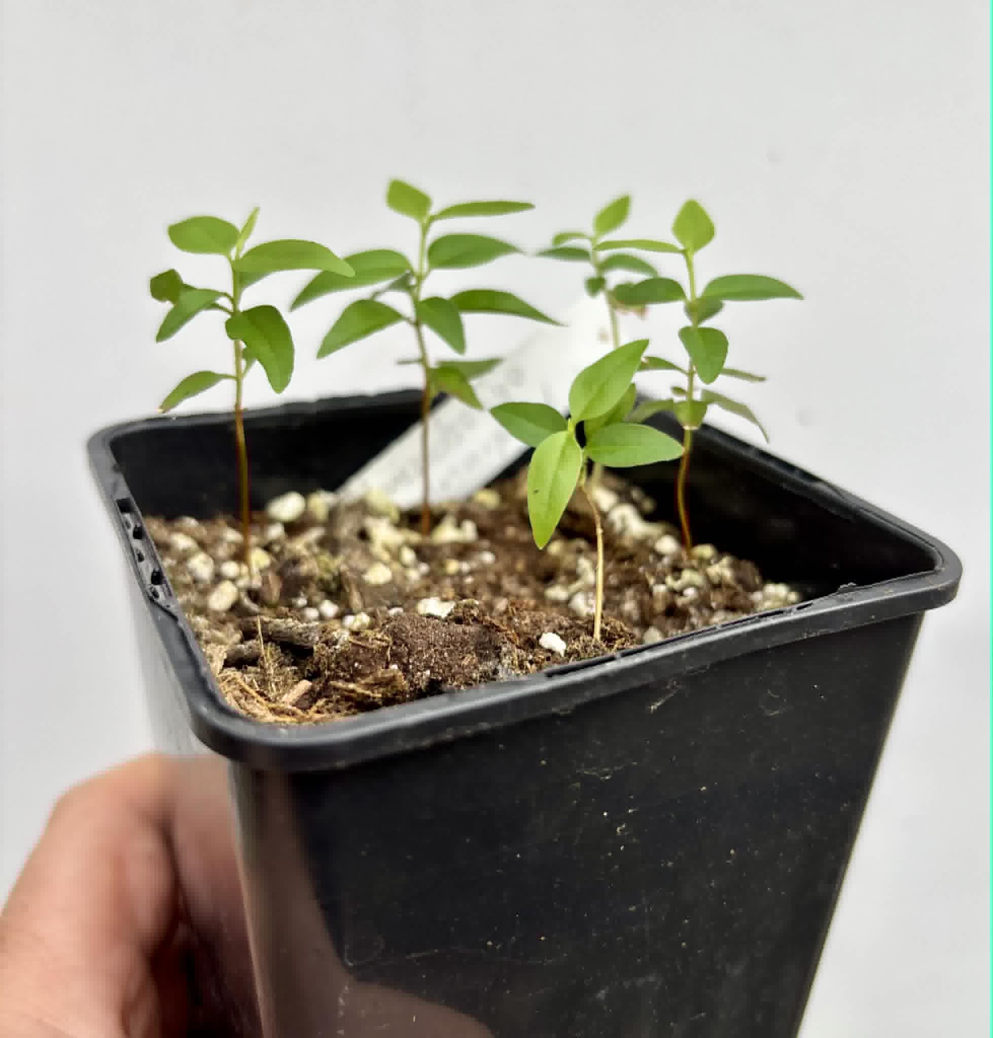 5 in 1 pot - Guayabita (Psidium oligospermum) - 5 seedlings in one pot / 5 Sämlinge in einem Topf