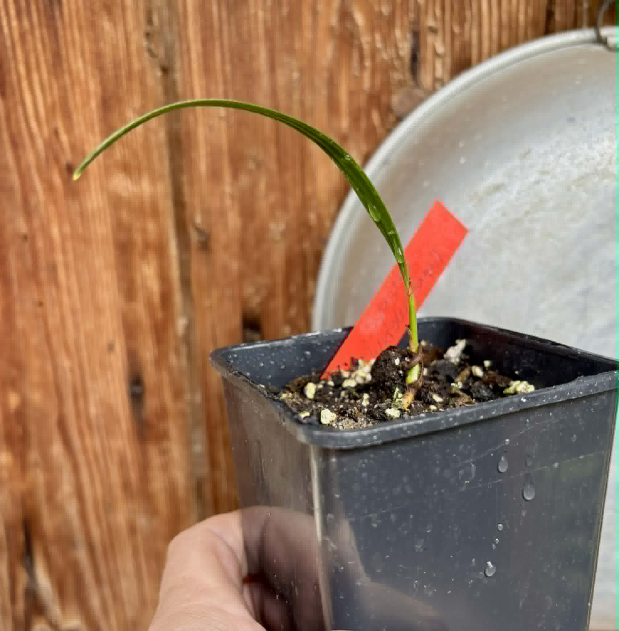 Coco de Raposa (Syagrus werdermannii) -  1 potted plant / 1 getopfte Pflanze