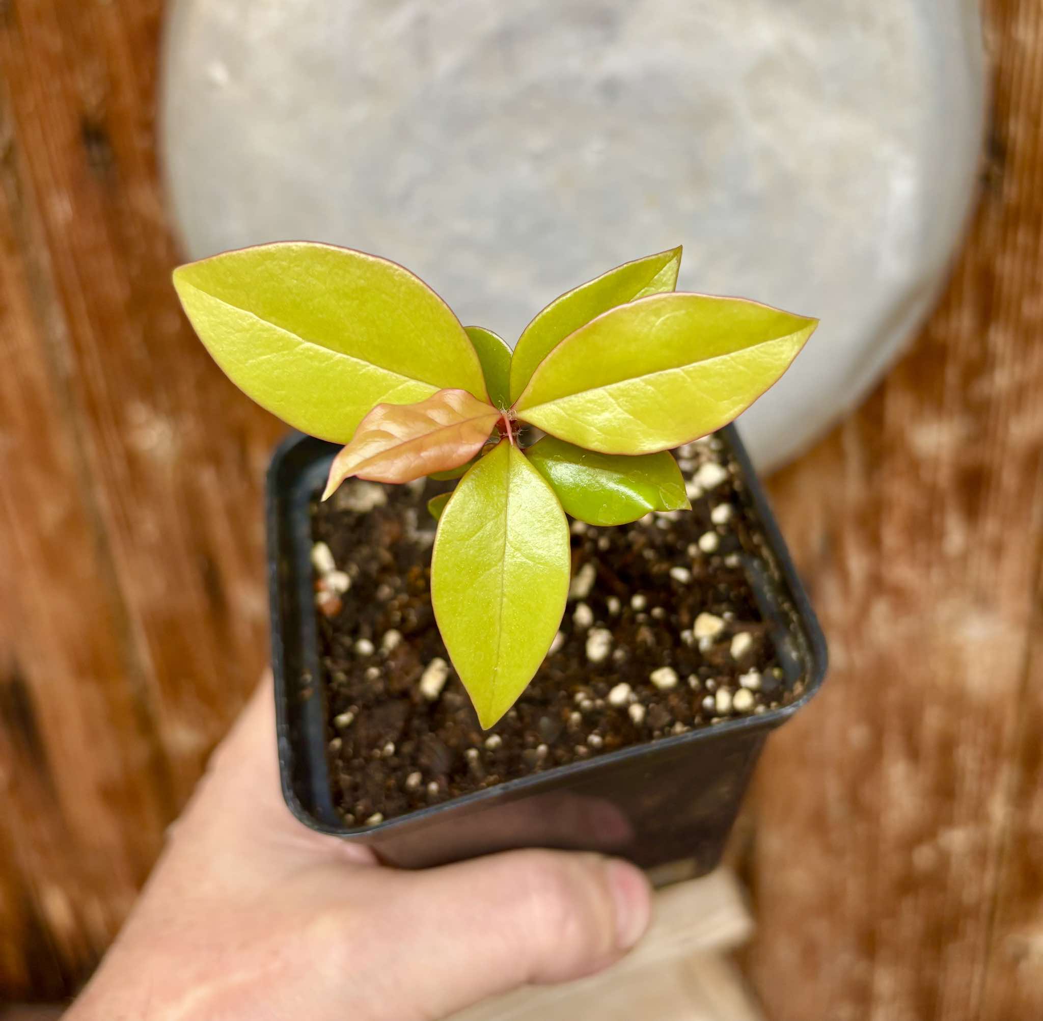 Barbados Gooseberry - Pereskia aculeata var. godseffiana - 1 potted plant / 1 getopfte Pflanze