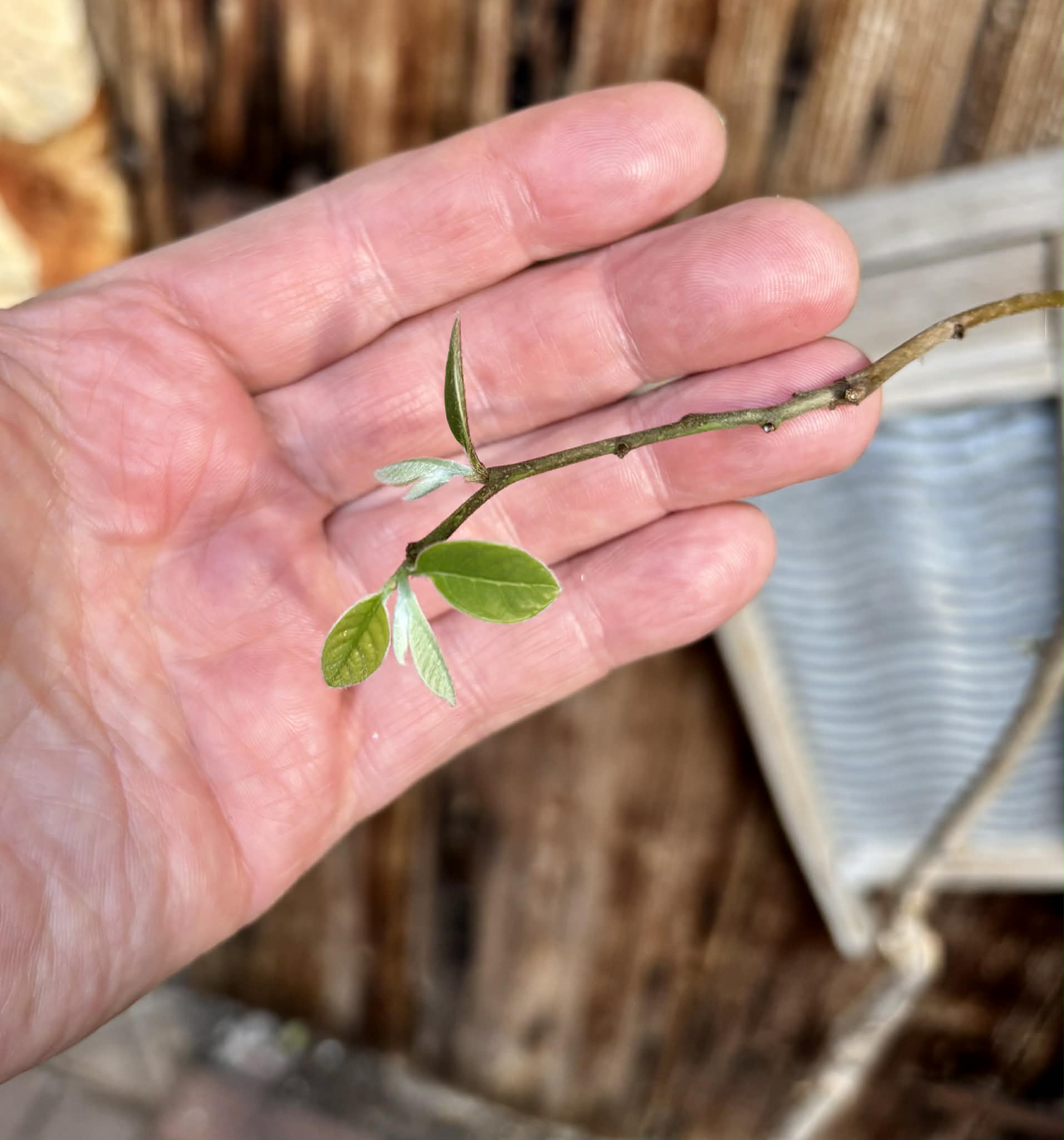 grafted - Cherimoya var. Fino de Jete (Annona cherimola) - 1 potted plant / 1 getopfte Pflanze