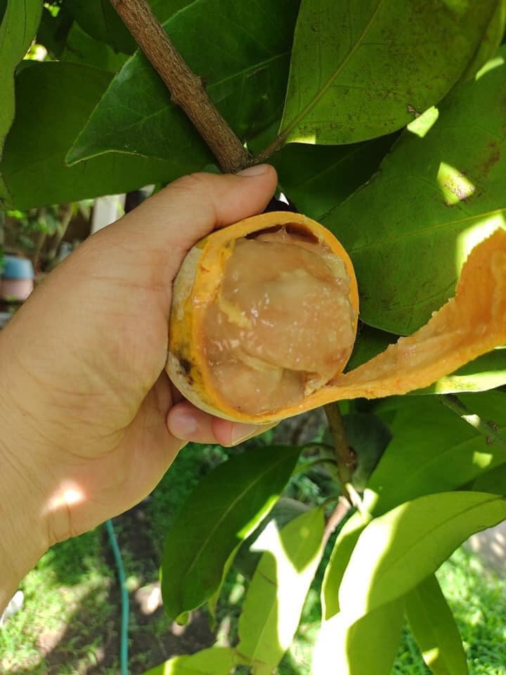 Gogo (Salacia macrophylla) - 1 fresh seed / 1 frischer Samen