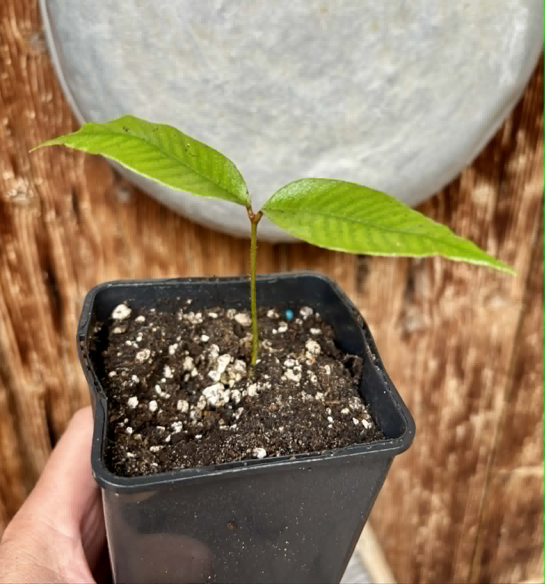 last seedling - Ecclinusa sp Doce - 1 potted seedling / 1 getopfter Sämling