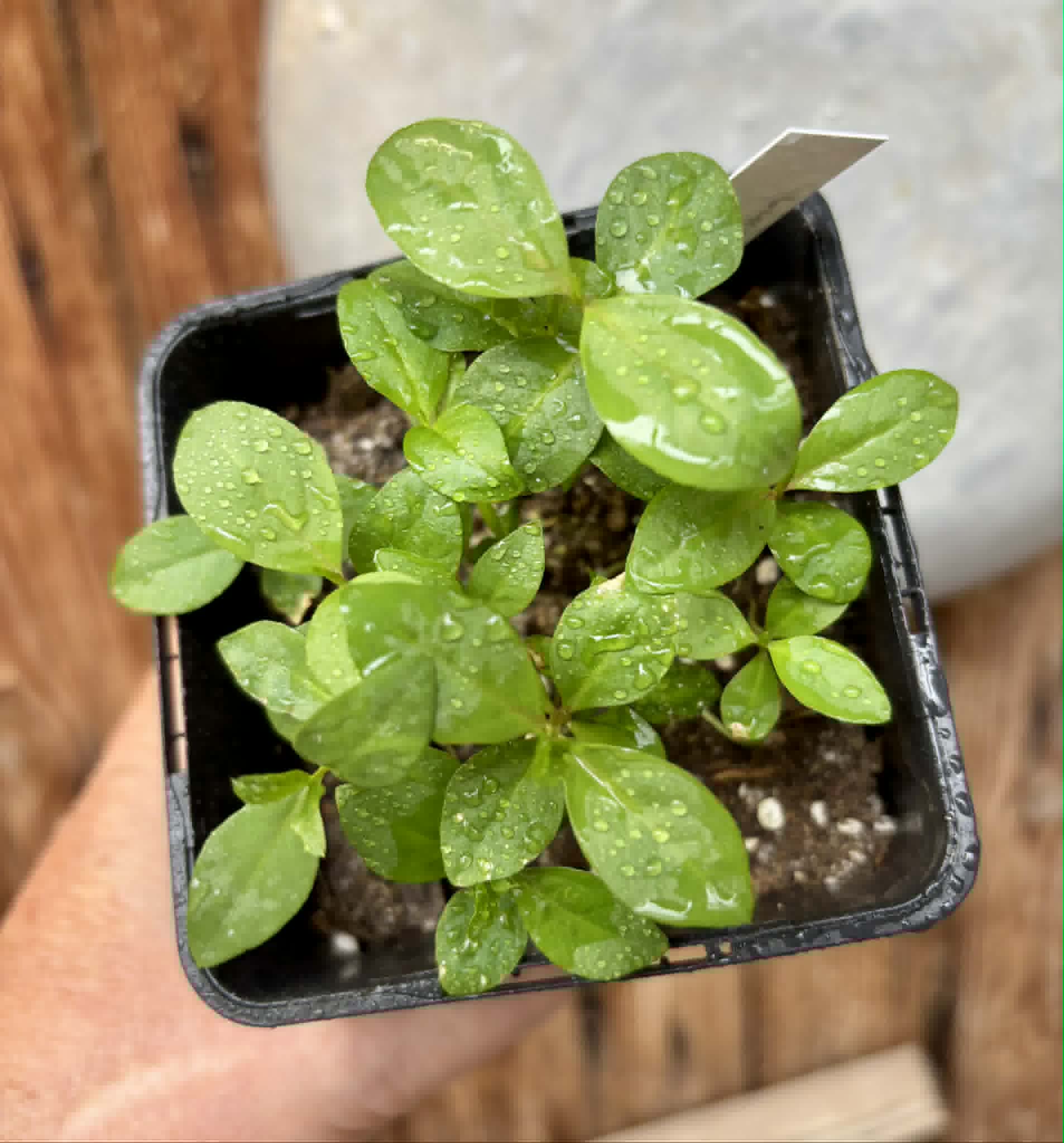 12 in 1 pot - Psidium guajava  "Paluma"  - 12 seedlings in one pot / 12 Sämlinge in einem Topf