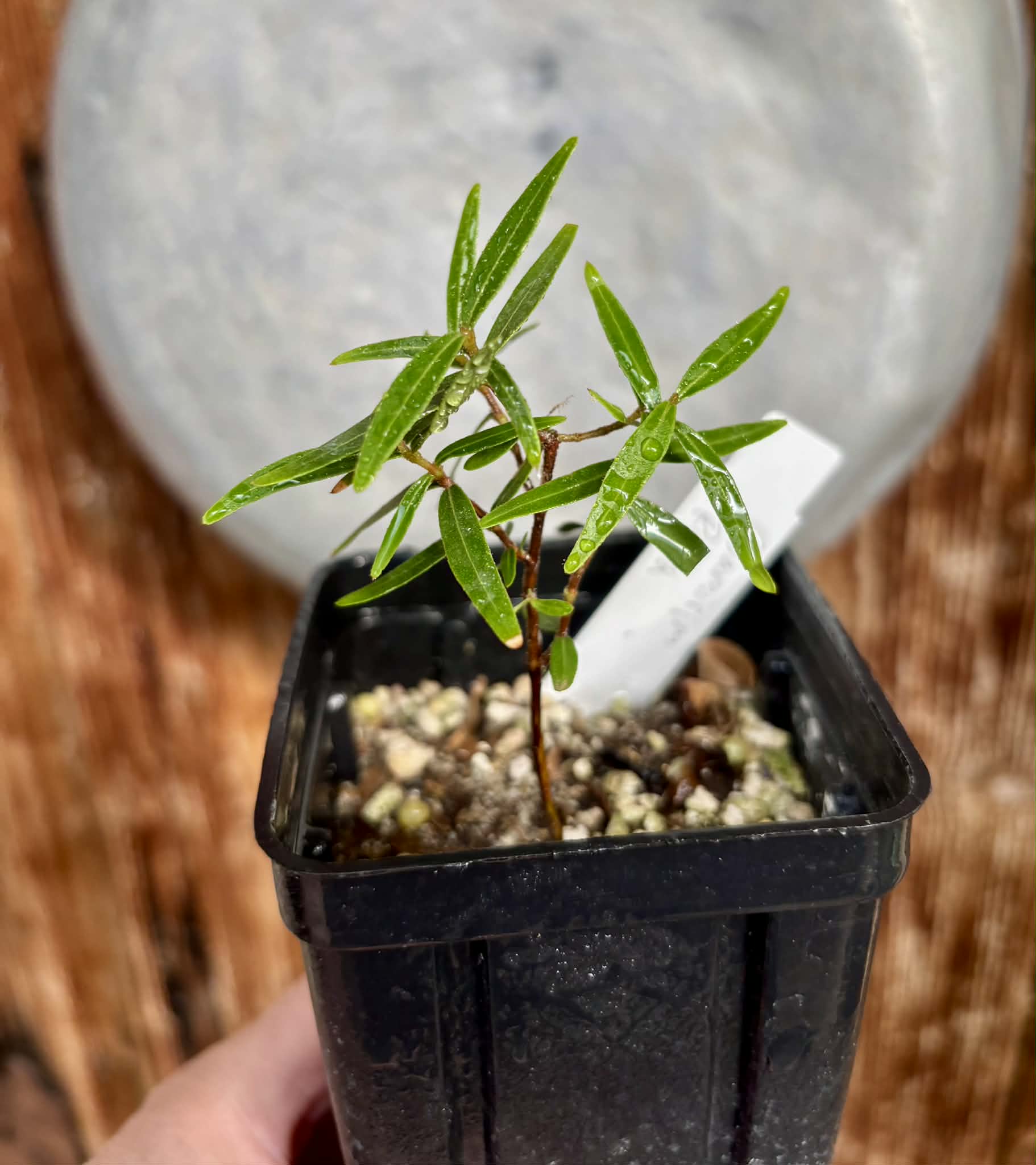 Guamirim roxa (Calyptranthes sp) - 1 potted plant / 1 getopfte Pflanze