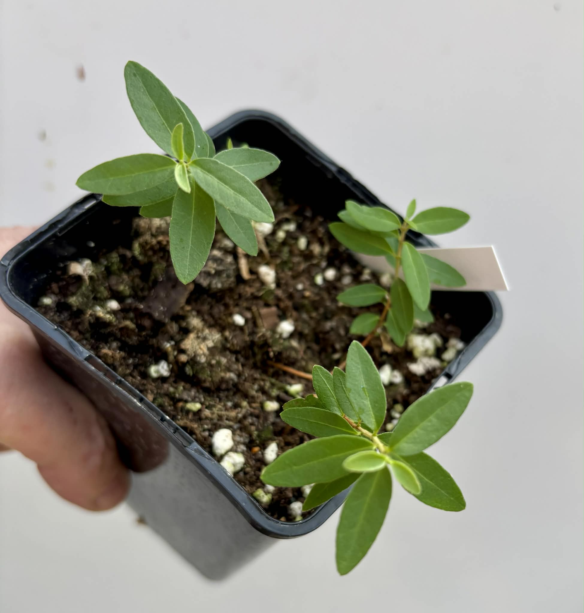 3 in 1 pot - Guayabita (Psidium oligospermum) - 3 seedlings in one pot / 3 Sämlinge in einem Topf
