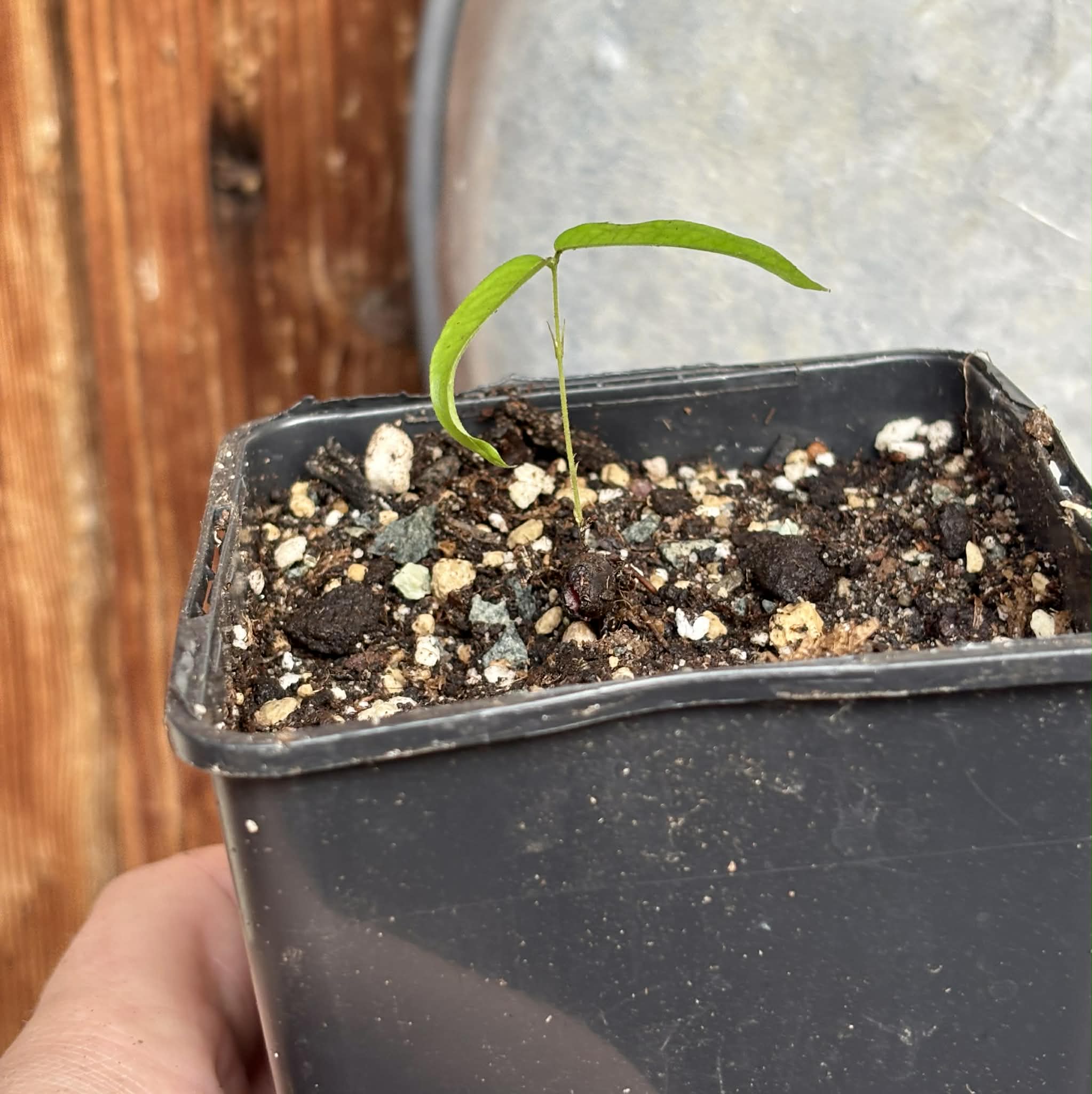 Yellow Guaburiti (Plinia rivularis var. flava) - 1 potted seedling / 1 getopfter Sämling