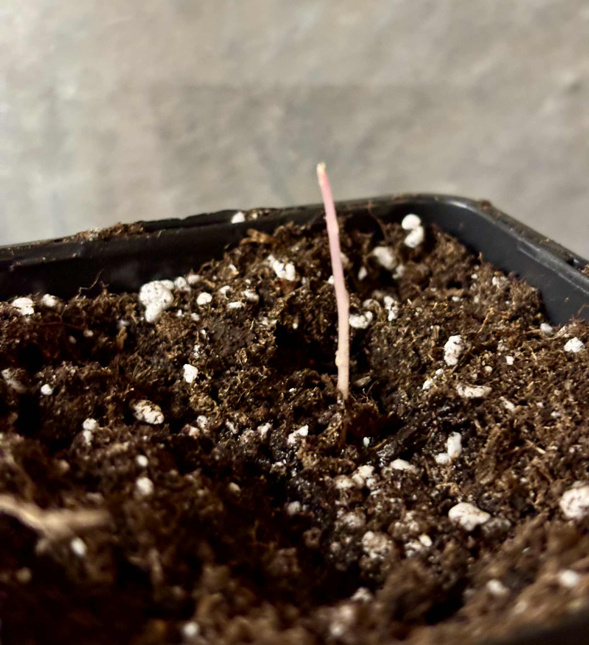 Mirinda (Eugenia sp Laranja do Rio de Janeiro) - 1 potted seedling / 1 getopfter Sämling