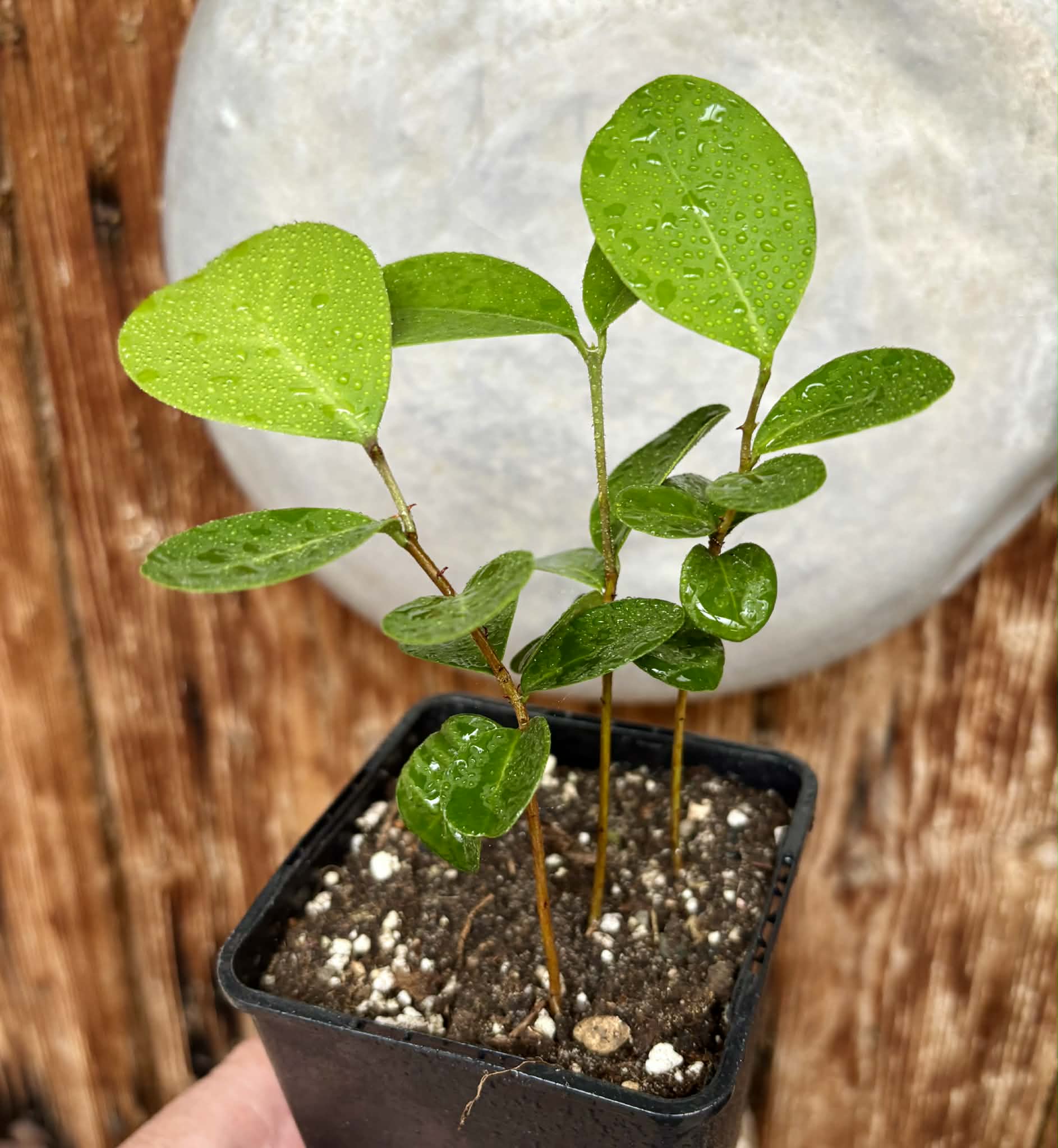 3 in 1 pot - Eugenia umbelliflora -  3 seedlings in one pot / 3 Sämlinge in einem Topf