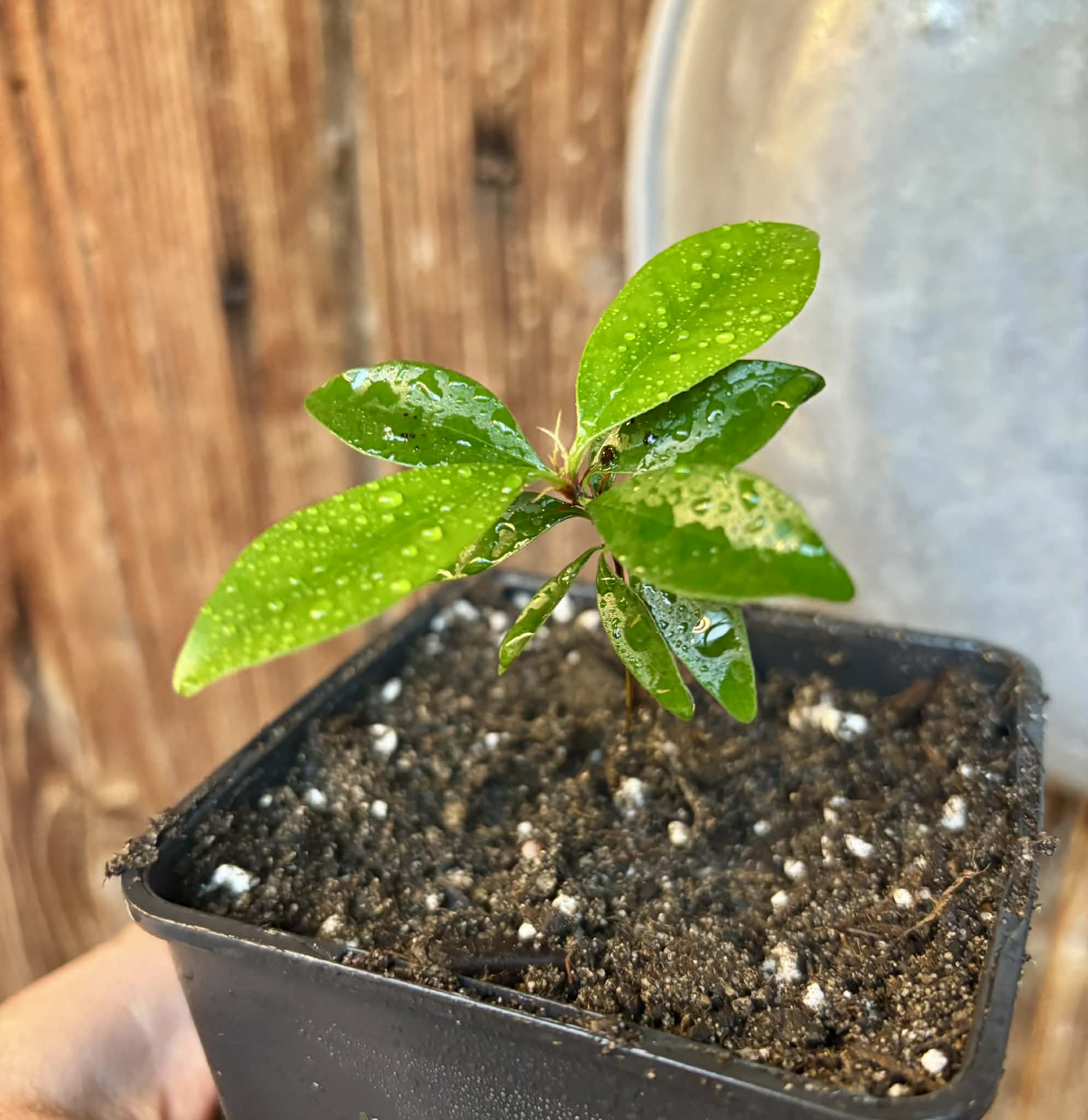 Eugenia sp Nova Rio Guari - 1 potted seedling / 1 getopfter Sämling