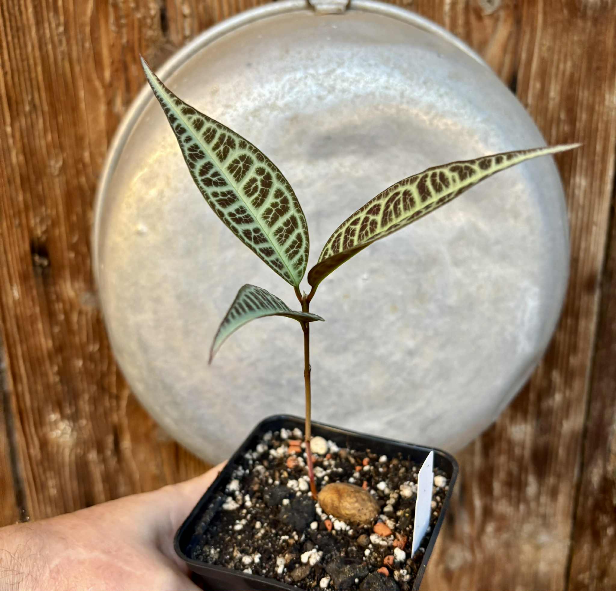 Eugenia sp Labisia -  1 potted seedling / 1 getopfter Sämling Eugenia sp Labisia -  1 potted seedling / 1 getopfter Sämling