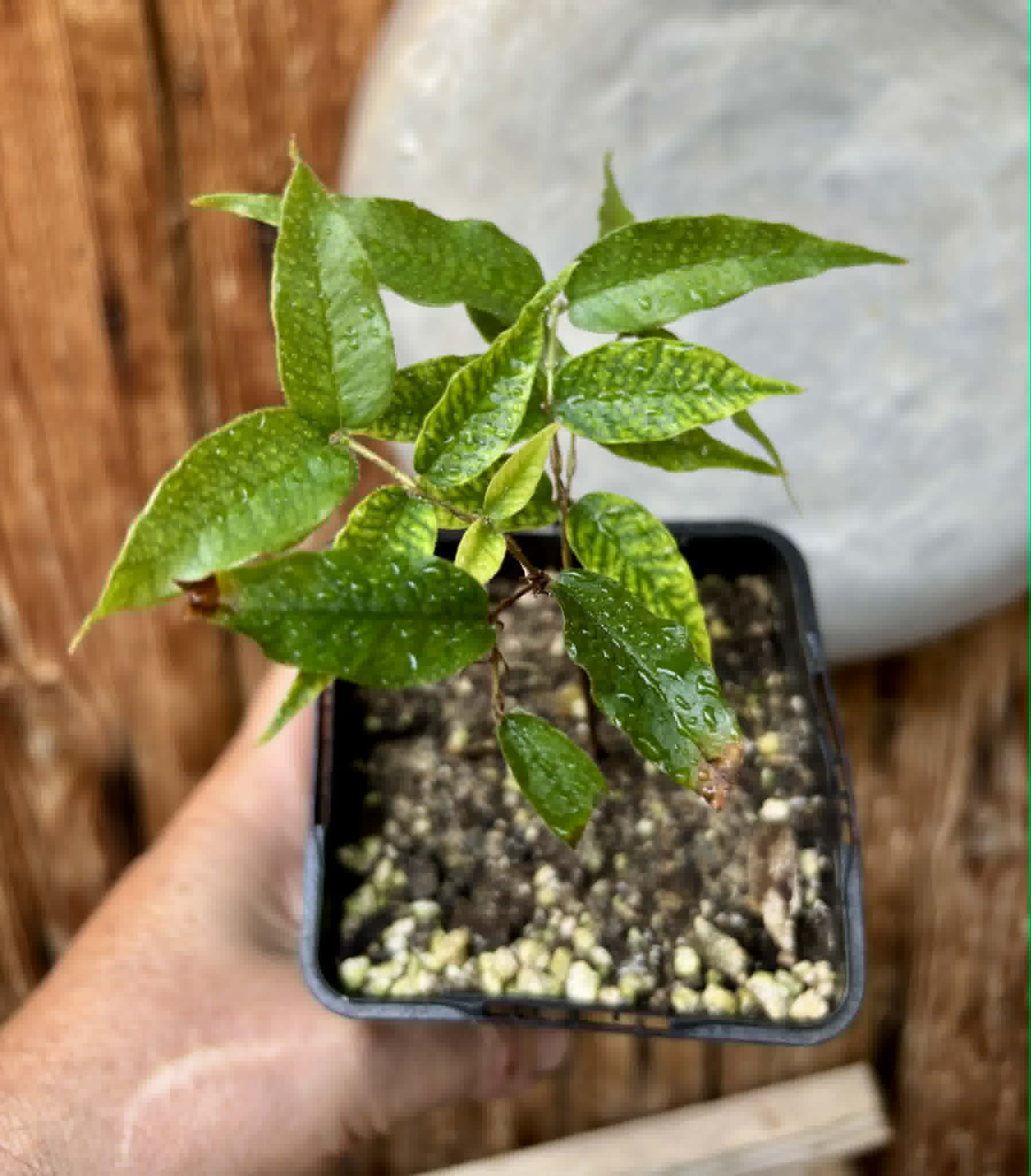 Jaboticaba - Plinia sp Rajada Cabo longo verde -  1 small potted seedling / 1 kleiner, getopfter Sämling