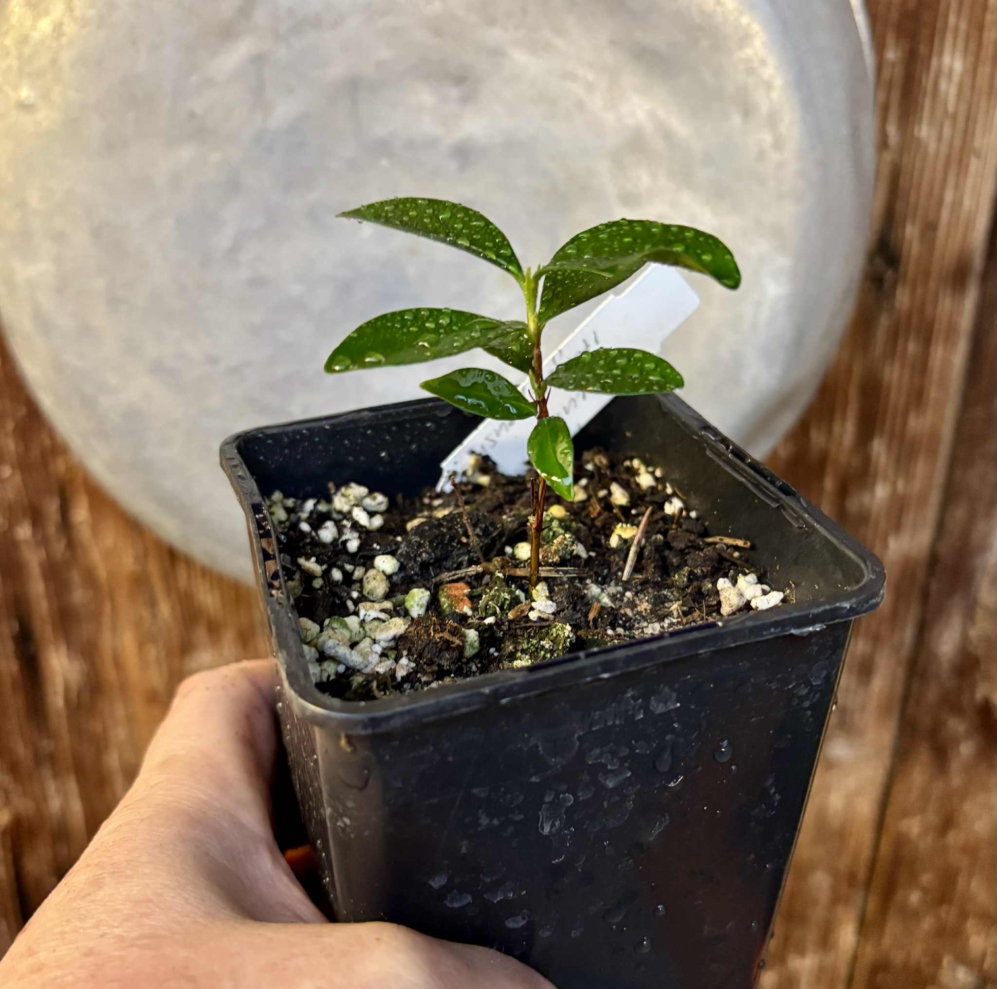 Dwarf Grumixama (Eugenia itaguahiensis) - 1 small potted seedling / 1 kleiner, getopfter Sämling