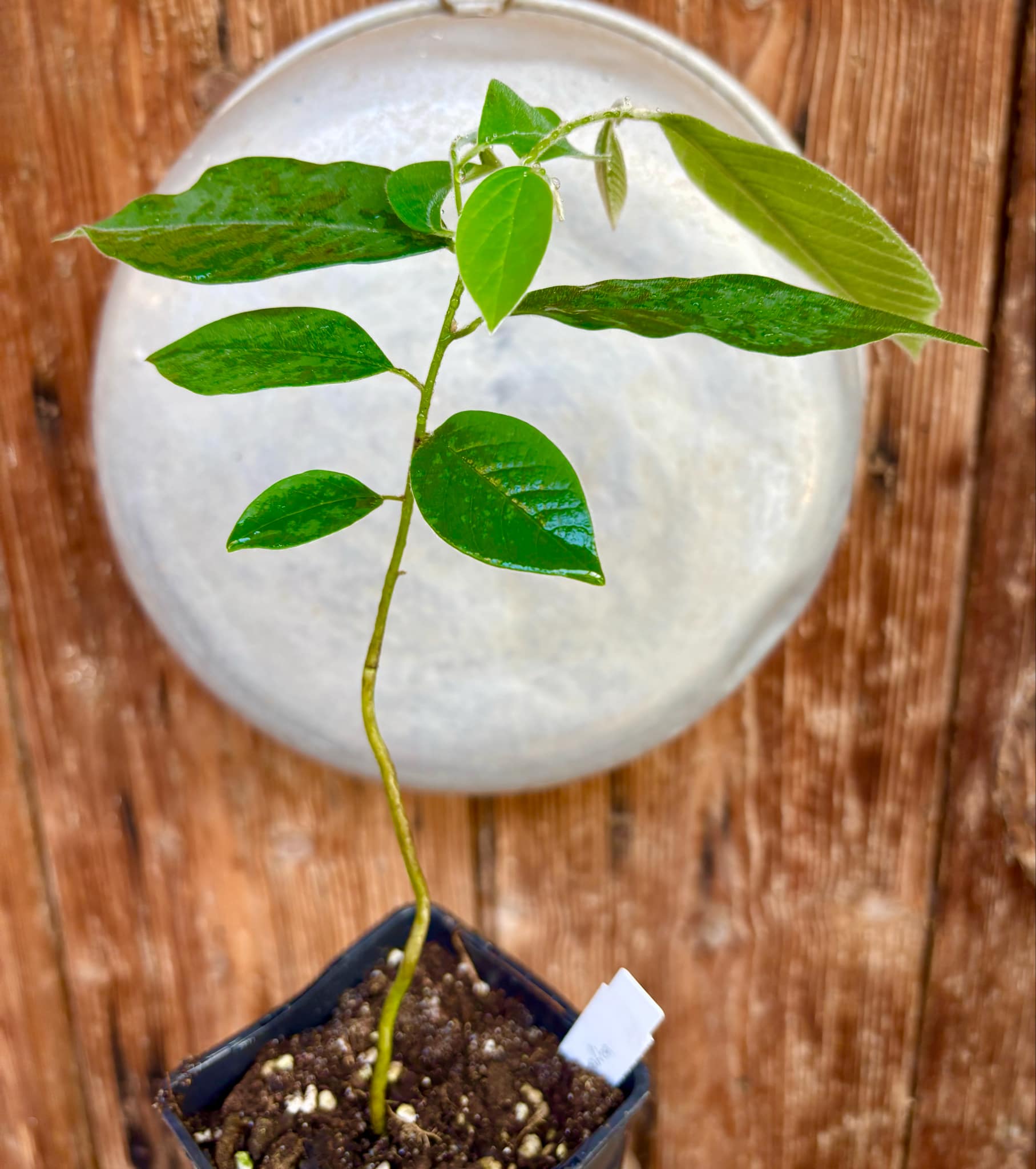 Annona sylvatica - 1 potted plant / 1 getopfte Pflanze