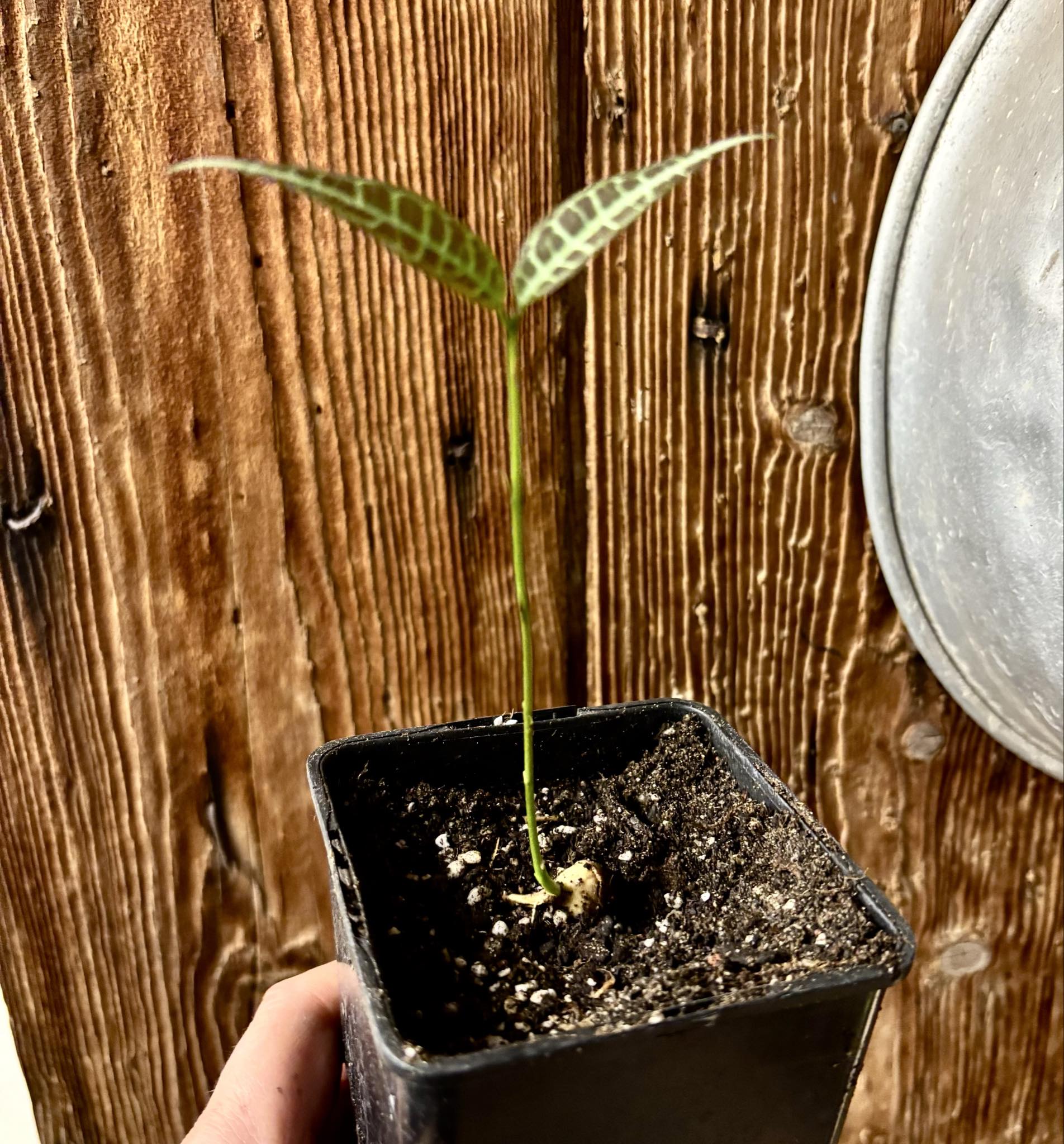 Eugenia sp Labisia -  1 potted seedling / 1 getopfter Sämling