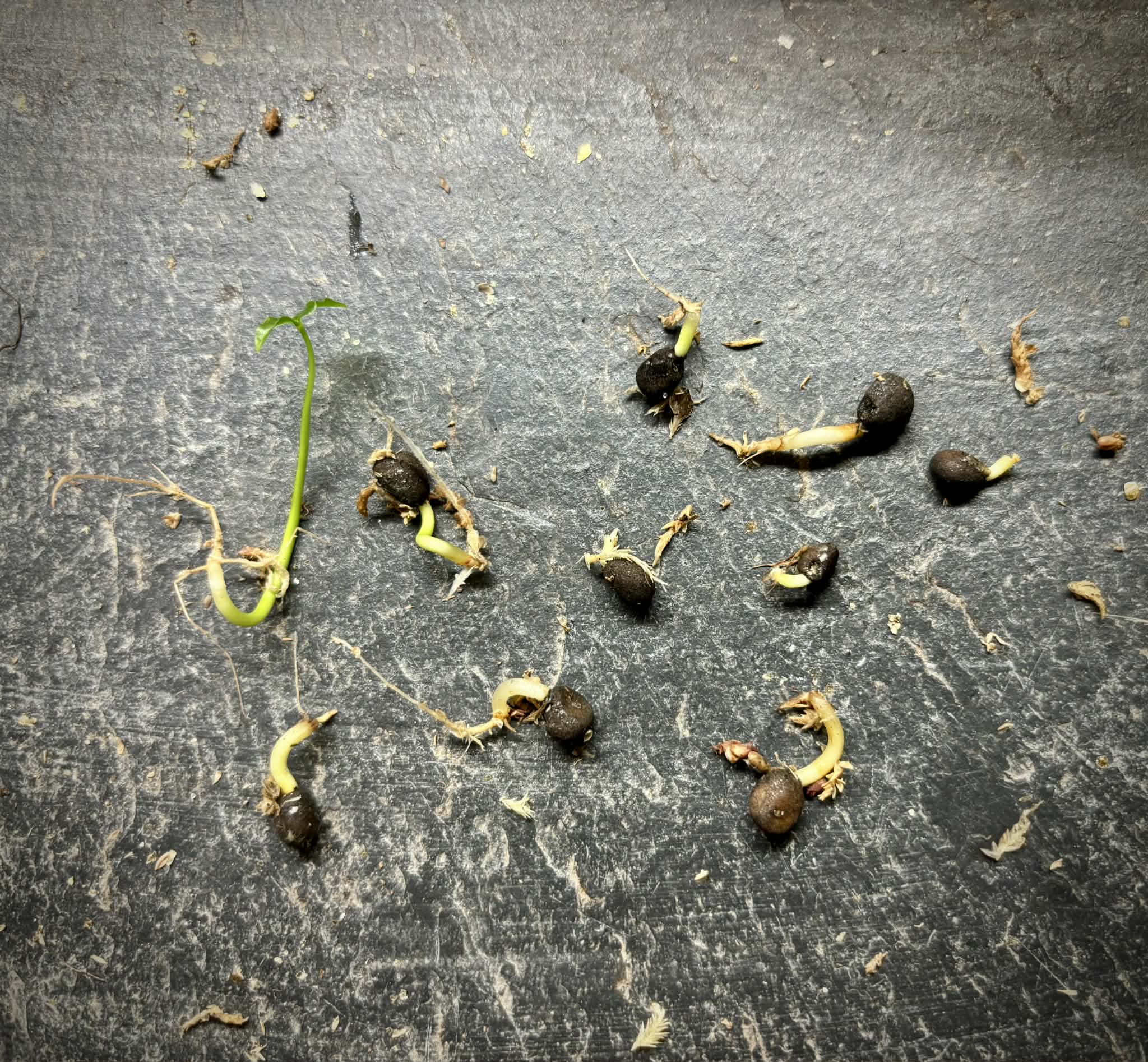 Psidium sp Aporá - 1 germinated seed / 1 gekeimter Samen