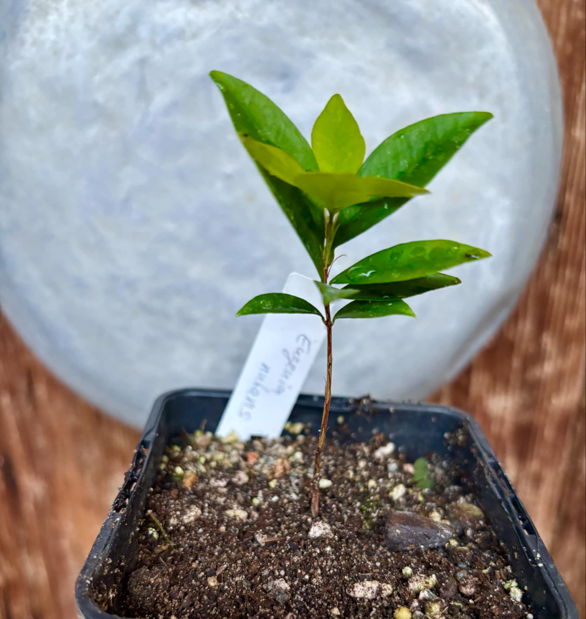 Eugenia nutans - 1 small potted seedling / 1 kleiner, getopfter Sämling