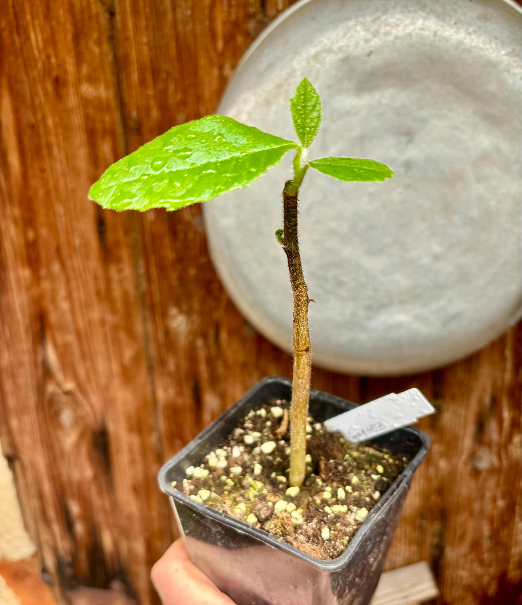 Zirikote (Cordia dodecandra) - 1 small potted seedling / 1 kleiner, getopfter Sämling