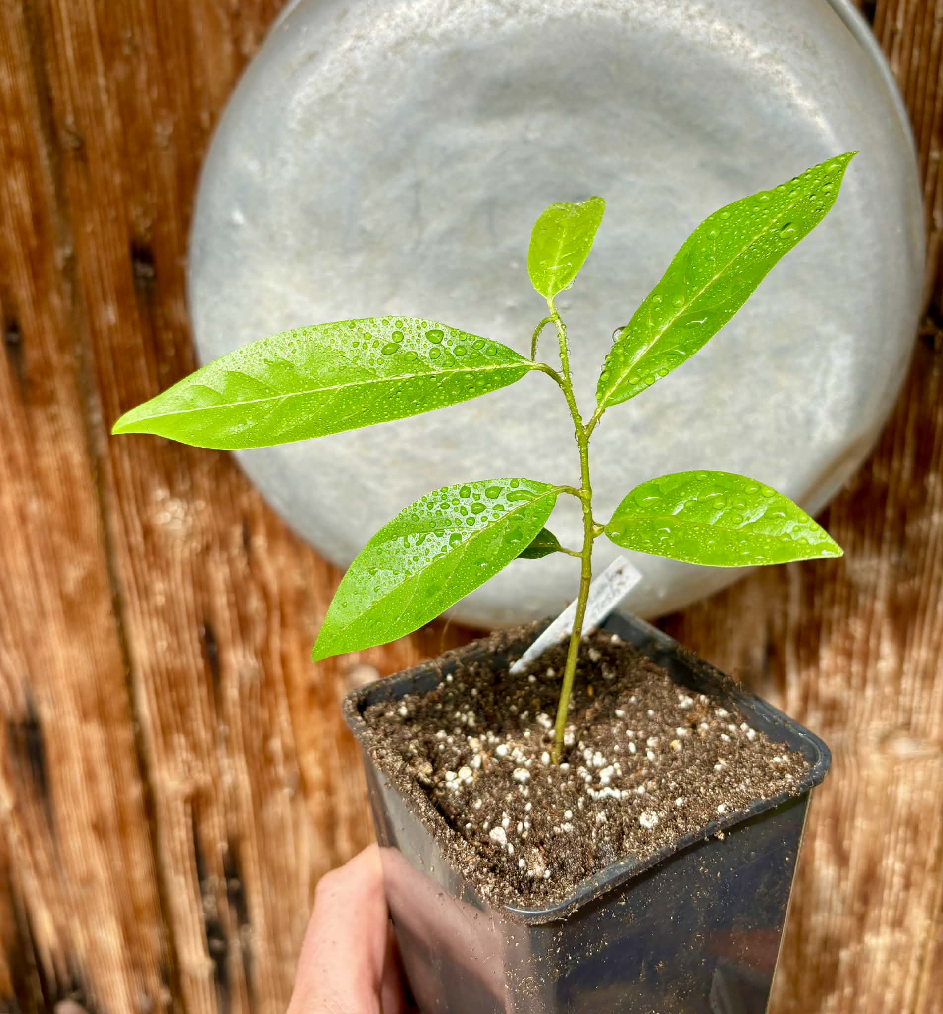Annona reticulata var Red - 1 potted plant / 1 getopfte Pflanze