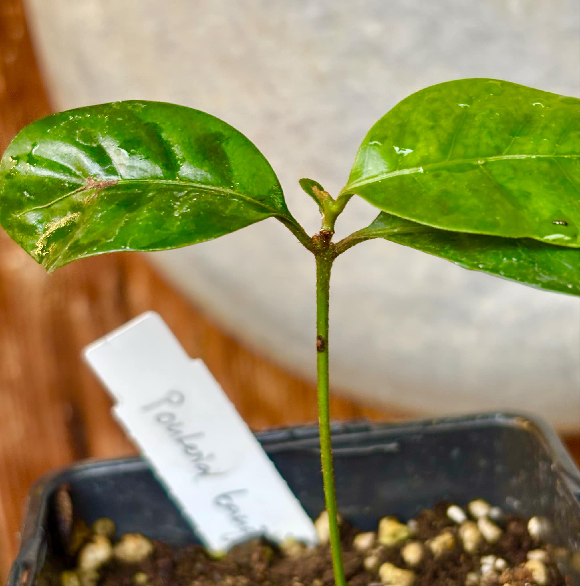 Pouteria bangii - 1 potted plant / 1 getopfte Pflanze