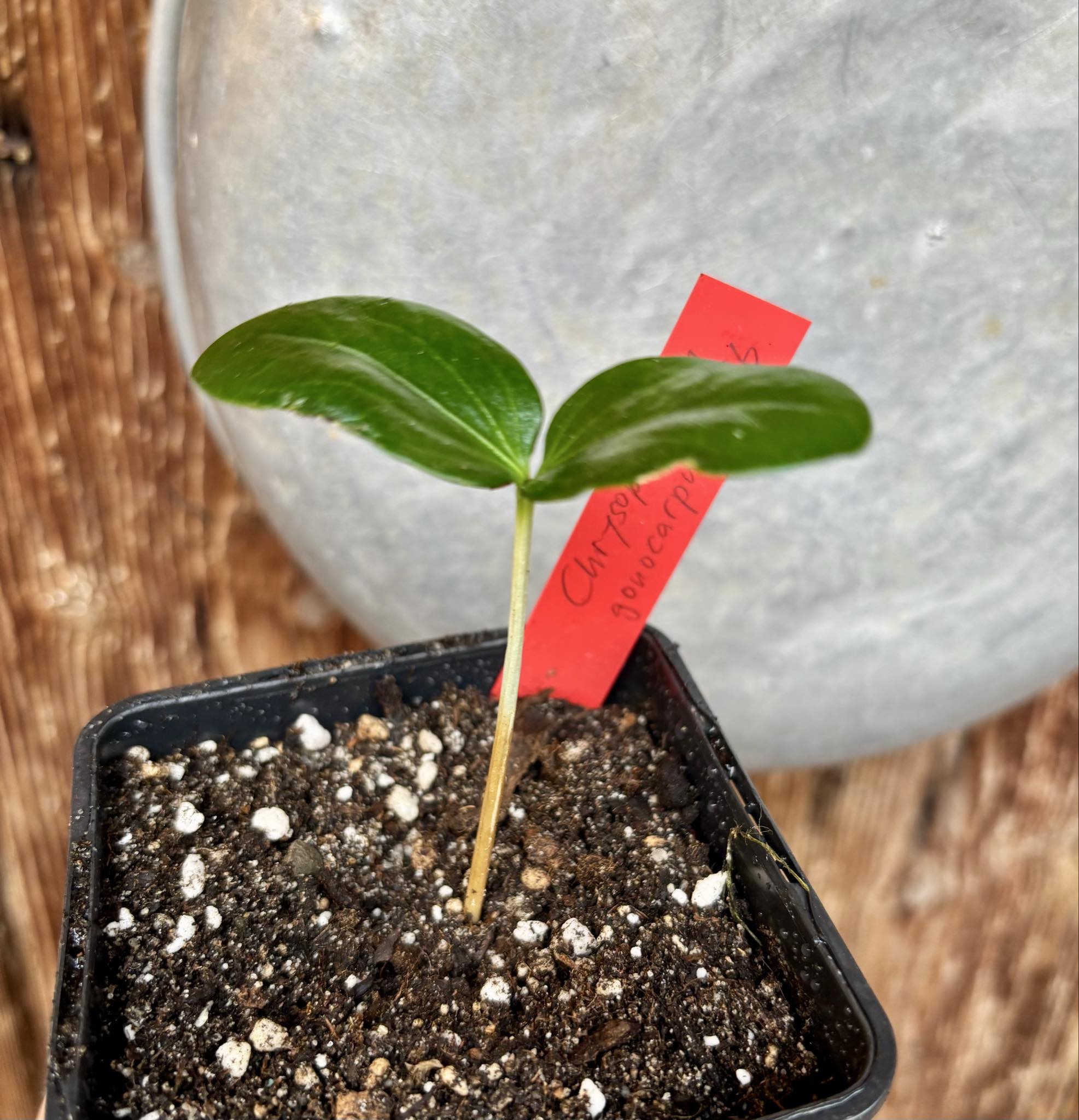 Aquai (Chrysophyllum gonocarpum var. BIG Itacare)  -  1 potted seedling / 1 getopfter Sämling
