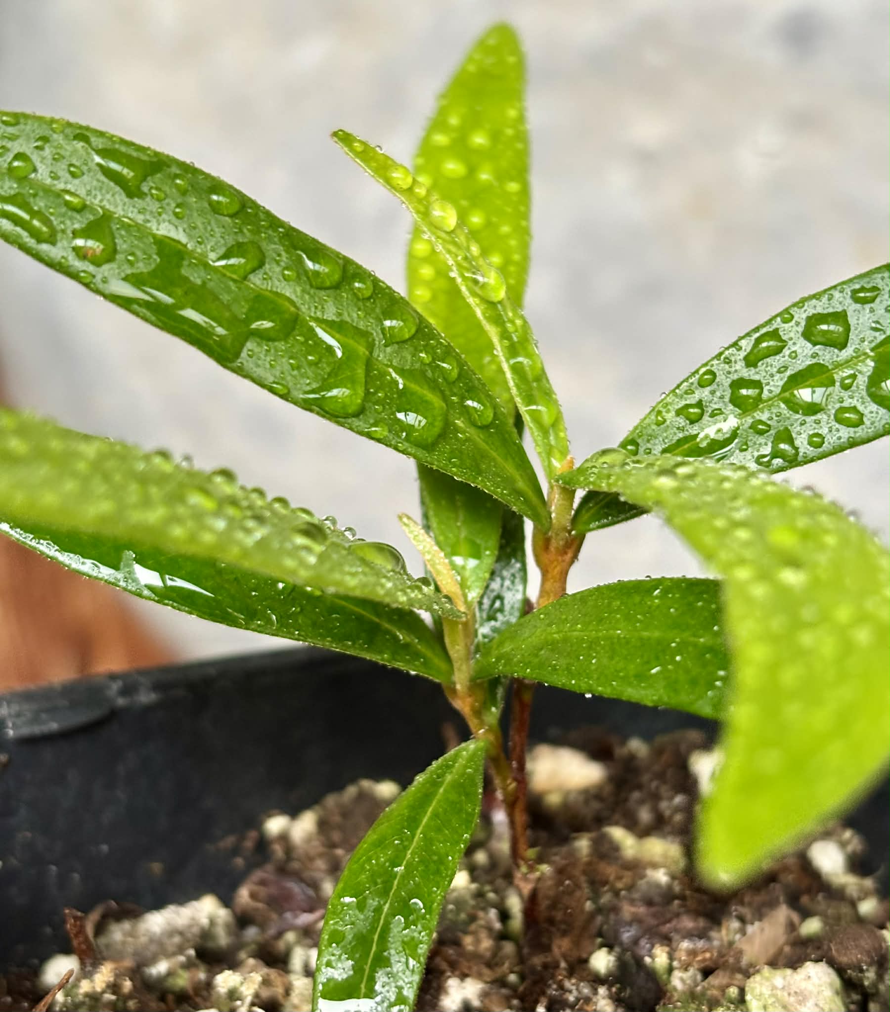 Myrcia luschnathiana -  1 potted seedling / 1 getopfter Sämling
