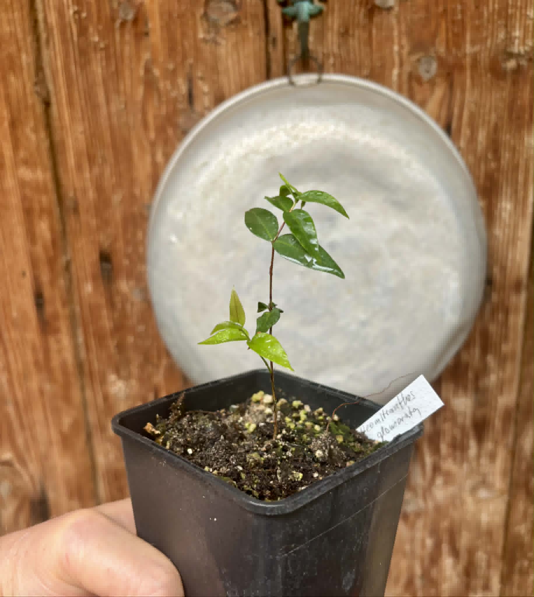 Cabeludinha do Brejo (Neomitranthes glomerata) - 1 potted seedling/ 1 getopfter Sämling
