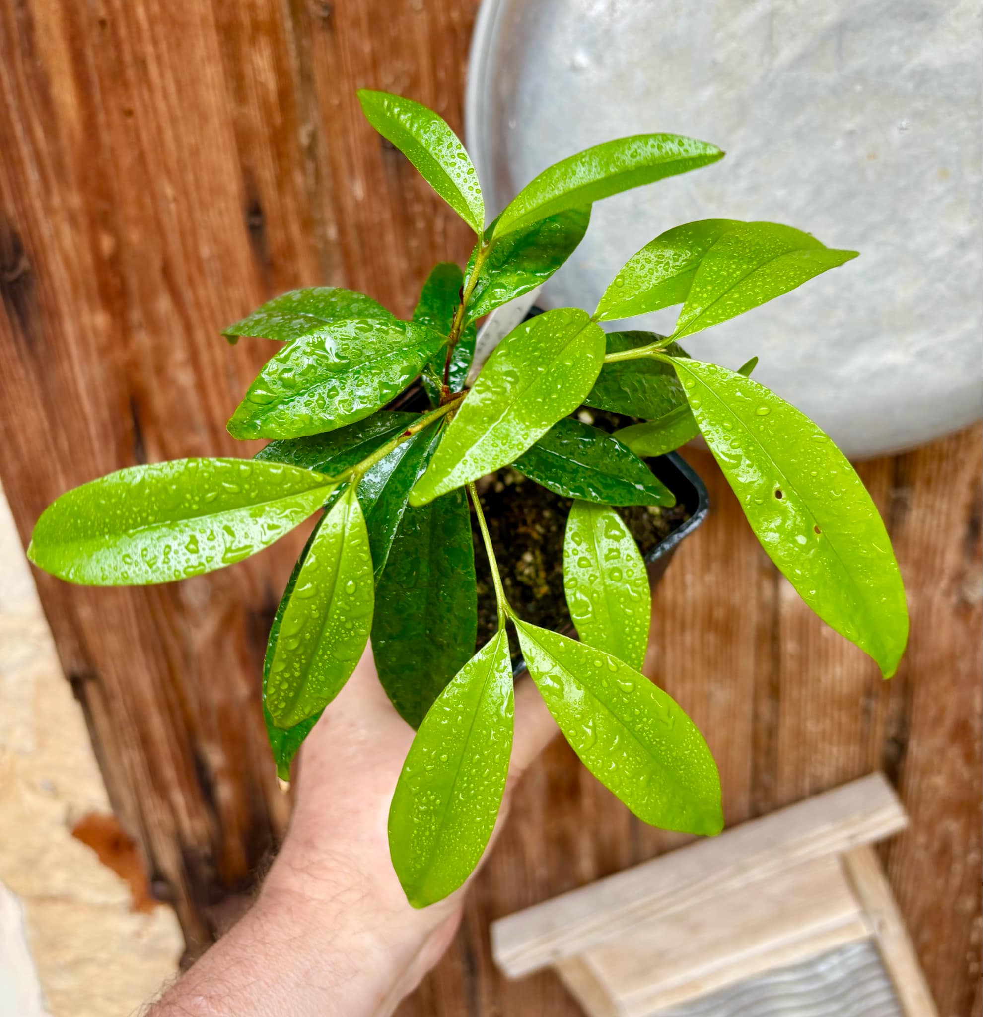 Eugenia sp Cereja Grande da Bahia - 1 potted plant / 1 getopfte Pflanze