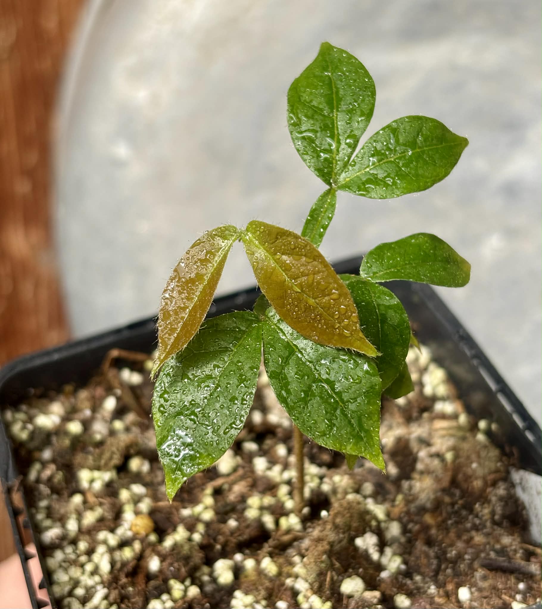 Pink Dwarf Ice Cream Bean (Inga vulpina)  - 1 potted plant / 1 getopfte Pflanze