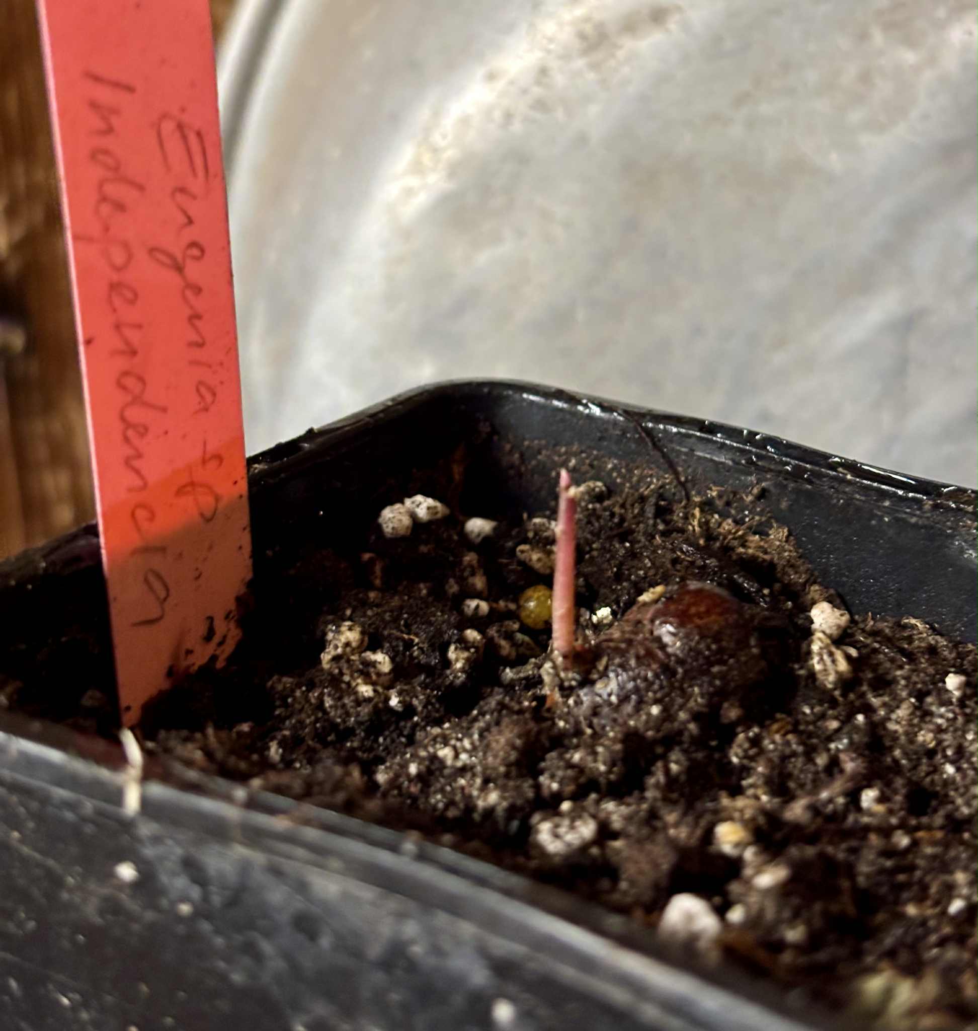 Eugenia sp Independencia - 1 potted seedling / 1 getopfter Sämling