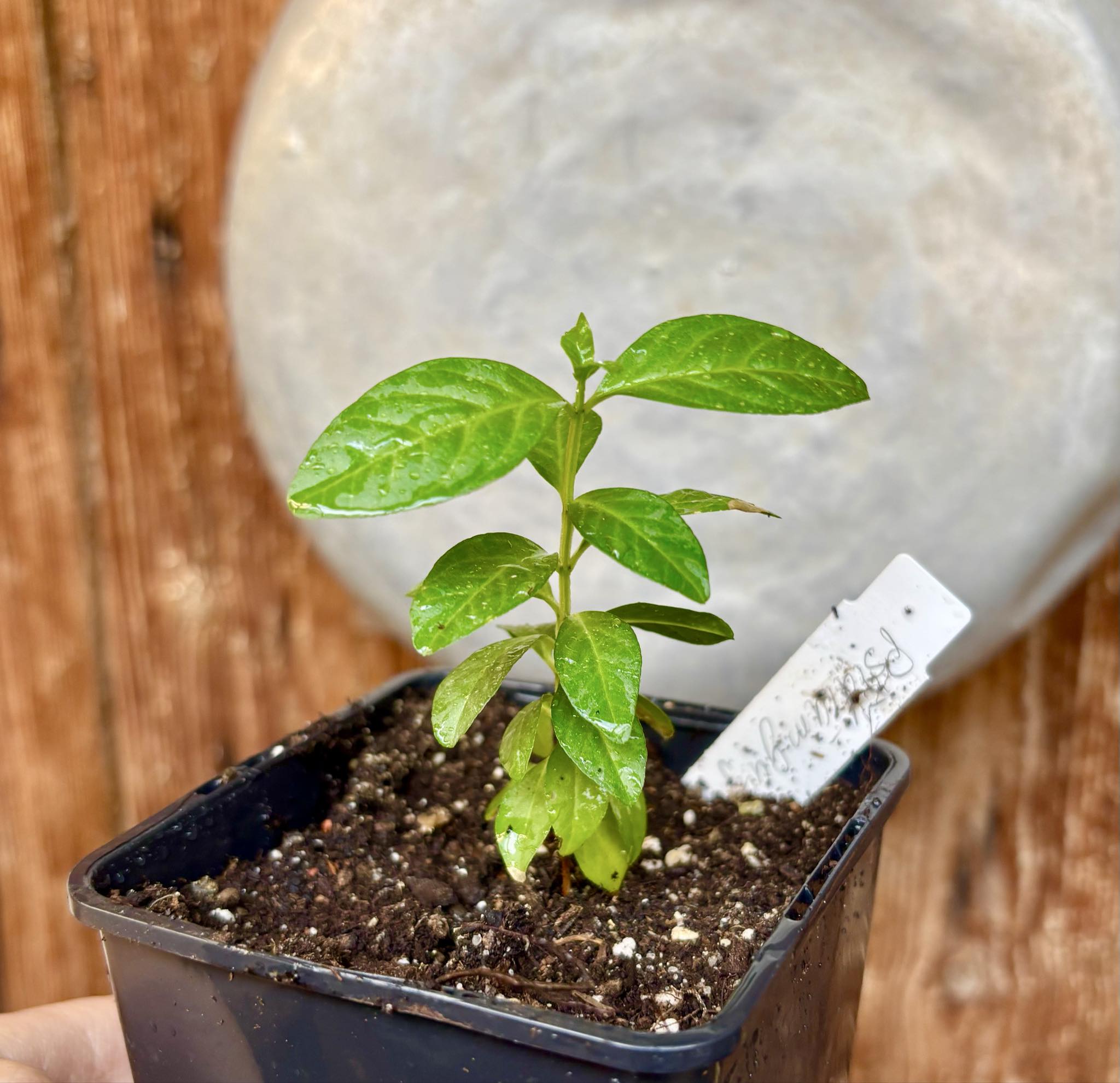 Psidium guajava - Peach - 1 potted plant / 1 getopfte Pflanze