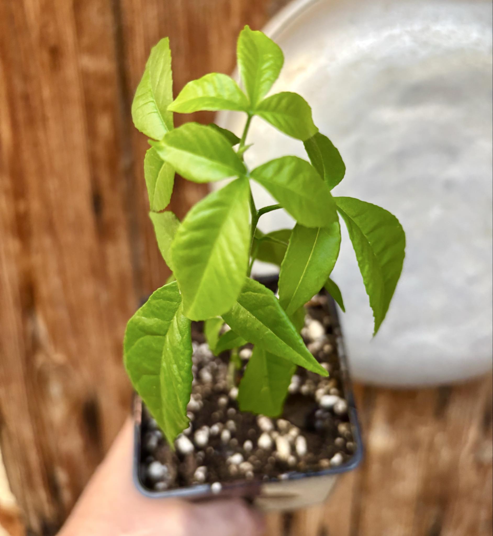 White Sapote var PIKE (Casimiroa edulis) - 1 potted seedling - 1 getopfter Sämling 