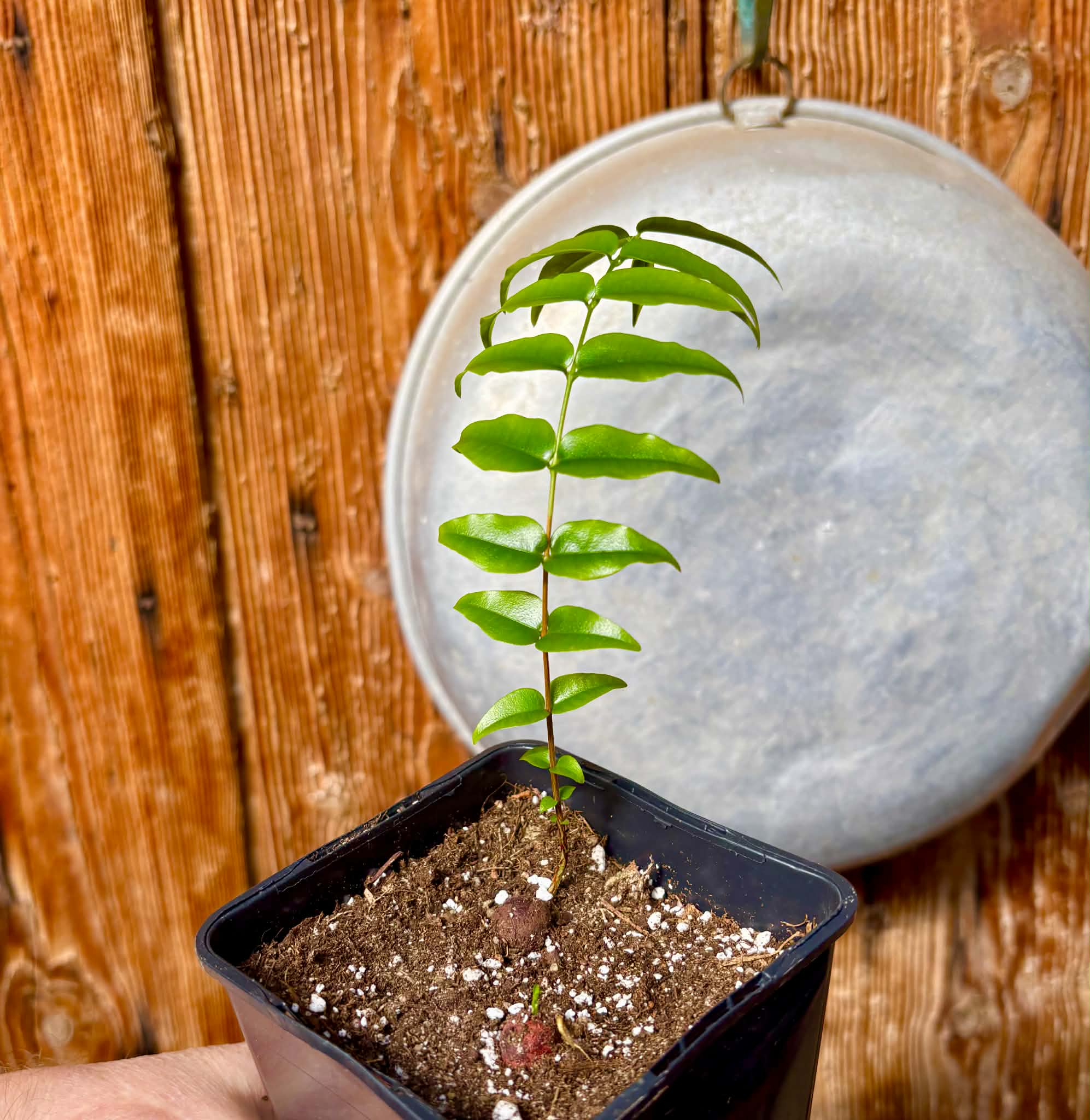 Myrciaria sp Pyrangi -  1 potted plant / 1 getopfte Pflanze