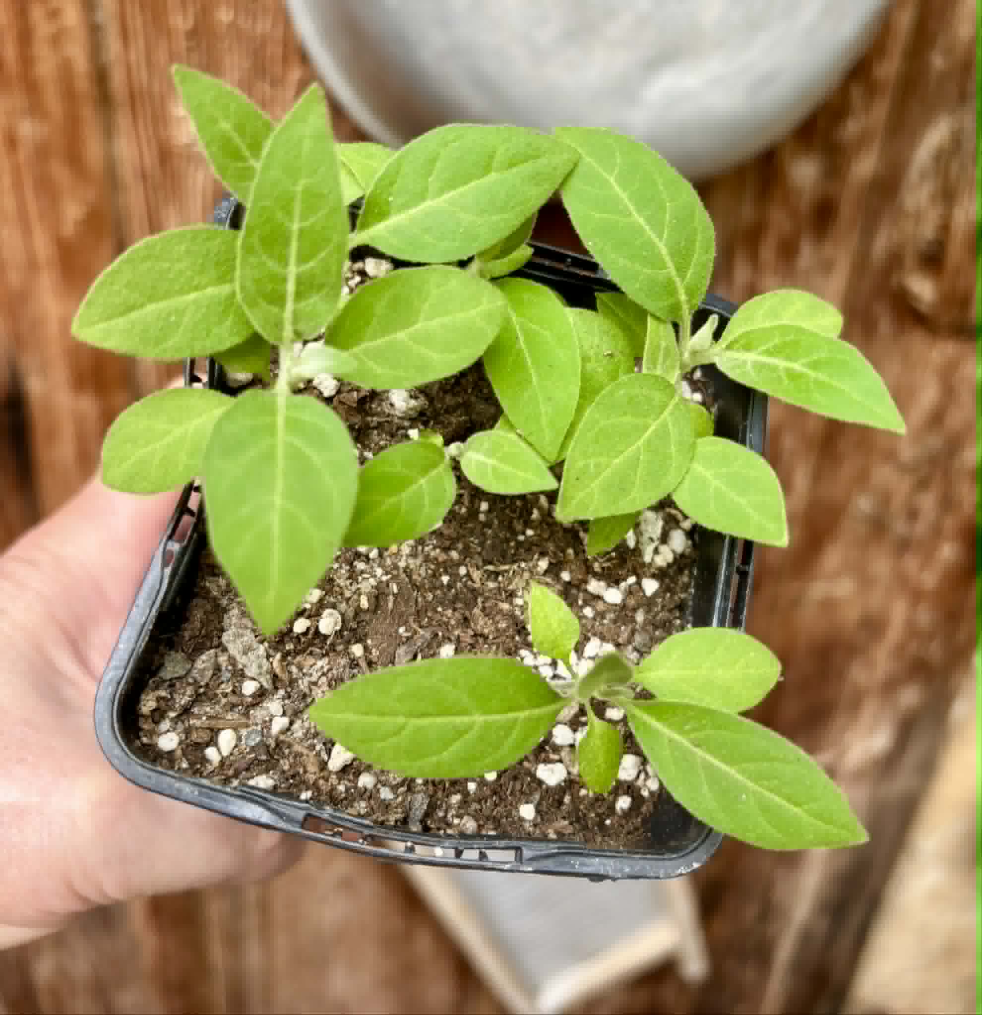 5 in 1 pot - Solanum sp. Mata Escura - 5 seedlings in one pot - 5 Sämlinge in einem Topf