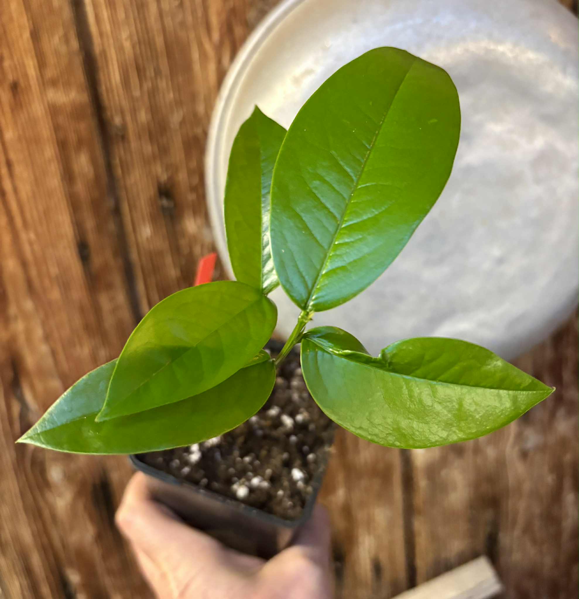 Zollernia ilicifolia - 1 potted seedling / 1 getopfter Sämling
