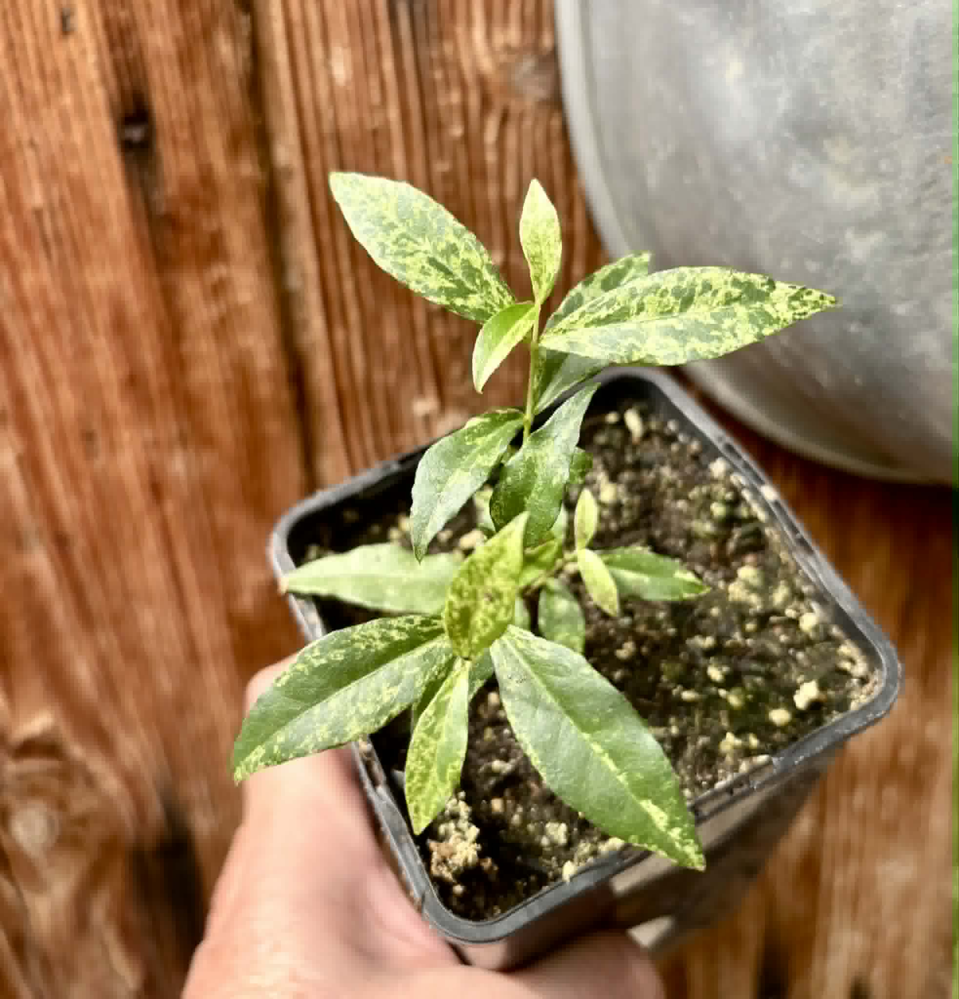 variegated Acerola (Malpighia glabra) rooted cutting - 1 potted rooted cutting / 1 getopfter, bewurzelter Steckling