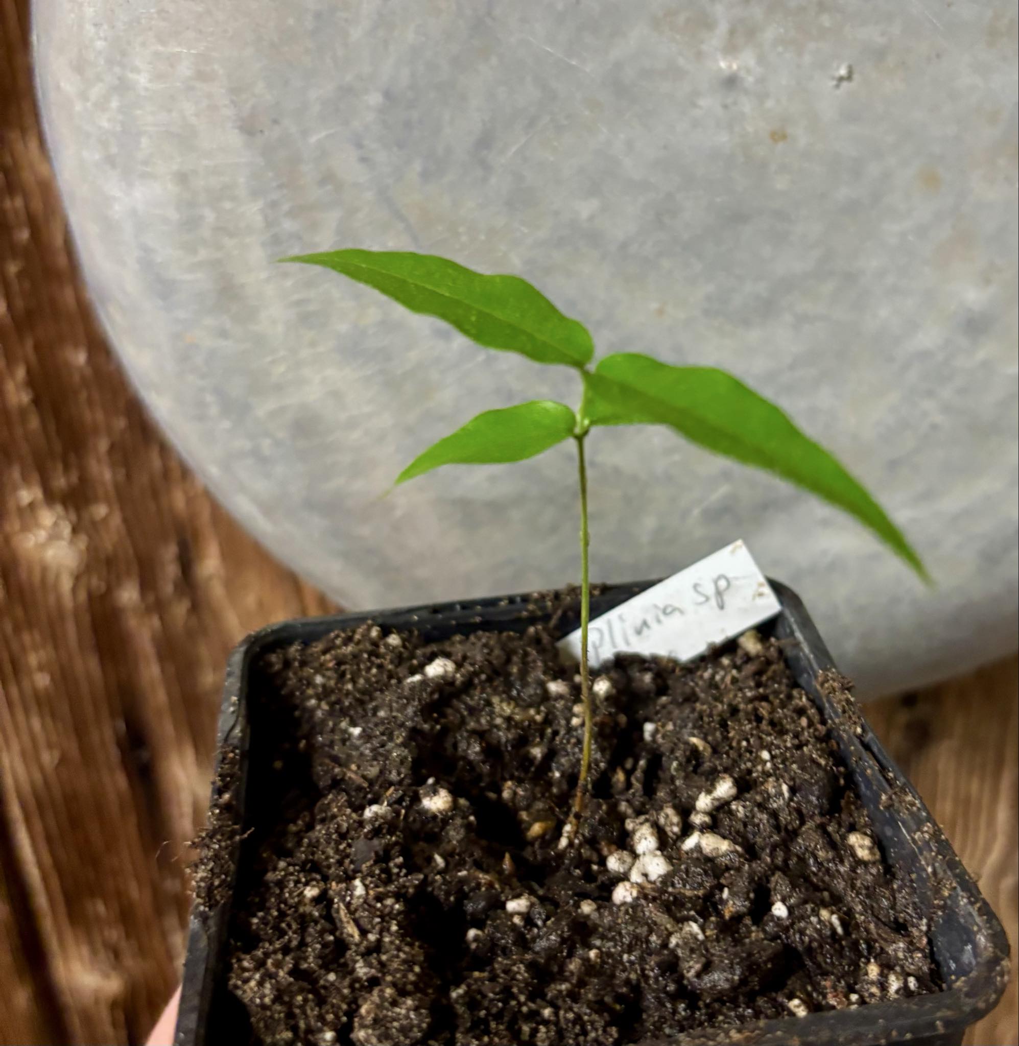 Plinia sp. Cachoeiro de Itapemirim - 1 potted seedling / 1 getopfter Sämling